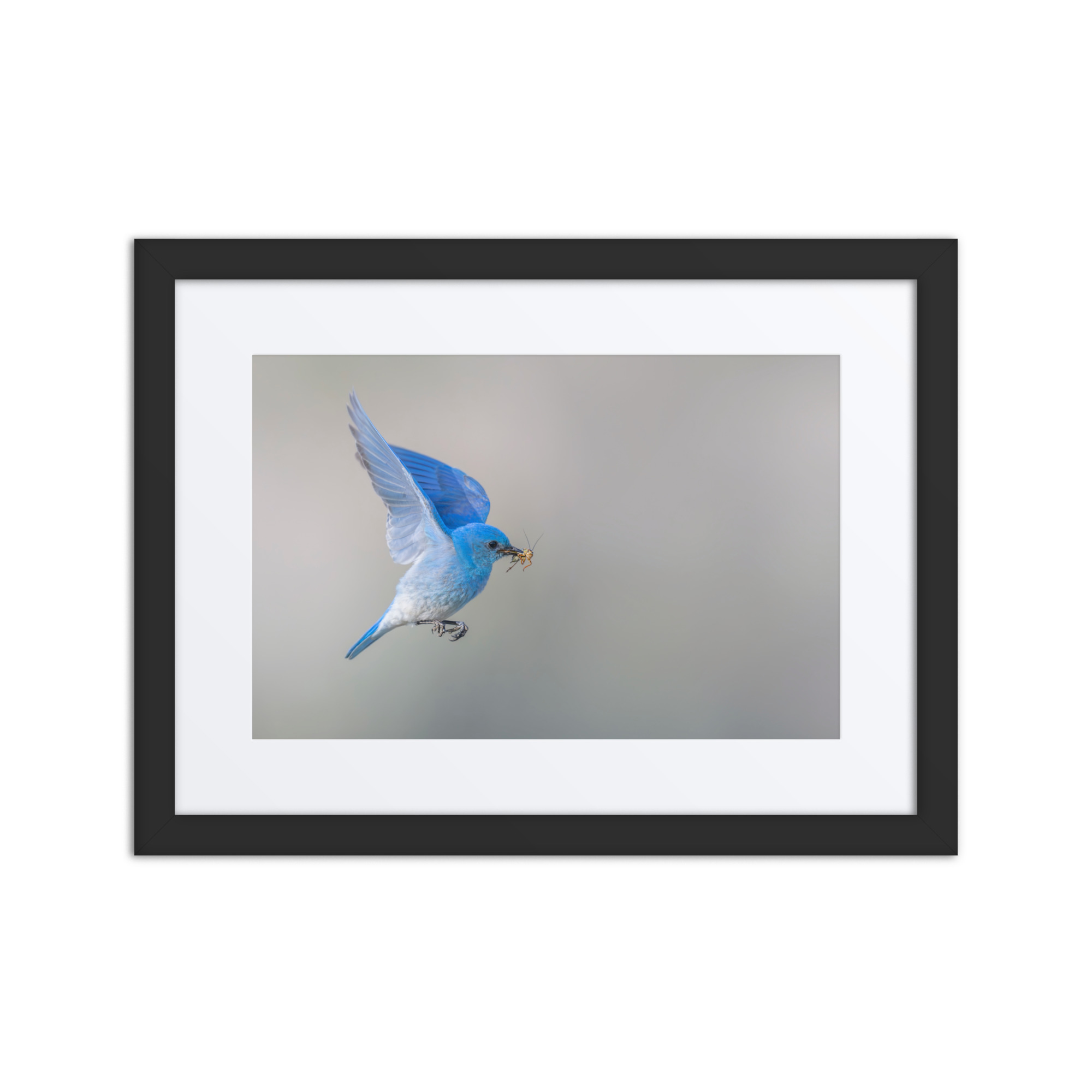 Mountain Bluebird with prey! Framed mat poster