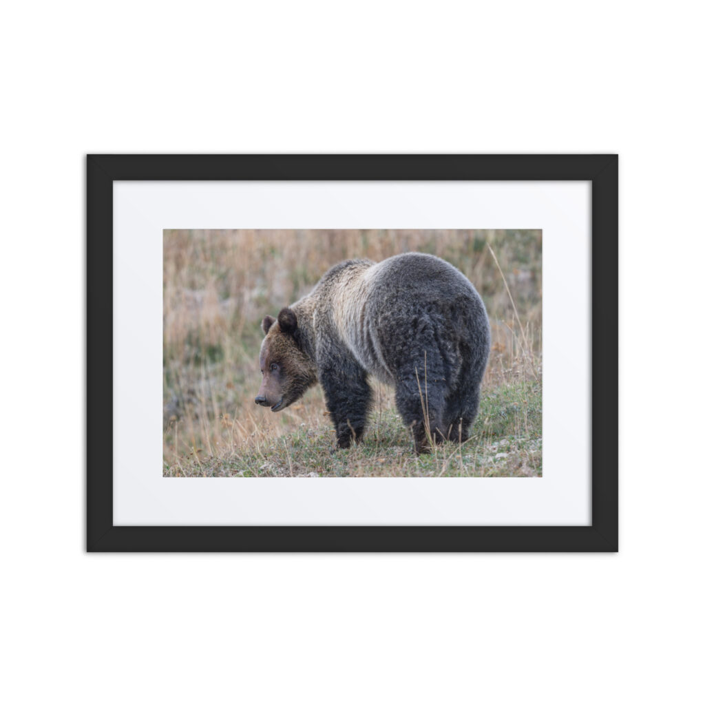 Grizzly of yellowstone! Framed poster