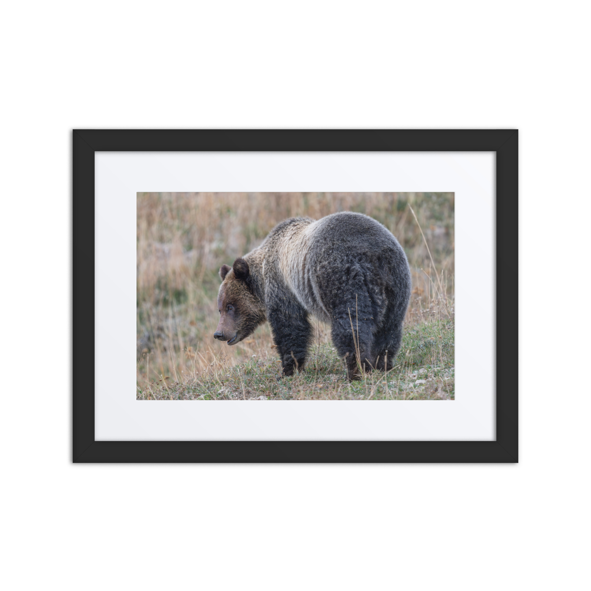 Grizzly of yellowstone! Framed poster