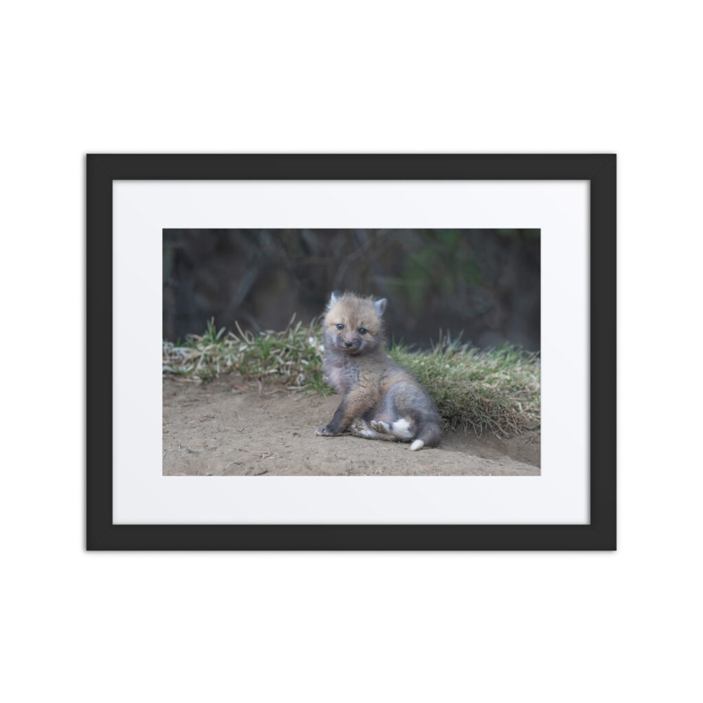 Guarding Den Baby Red fox!  Framed mat poster