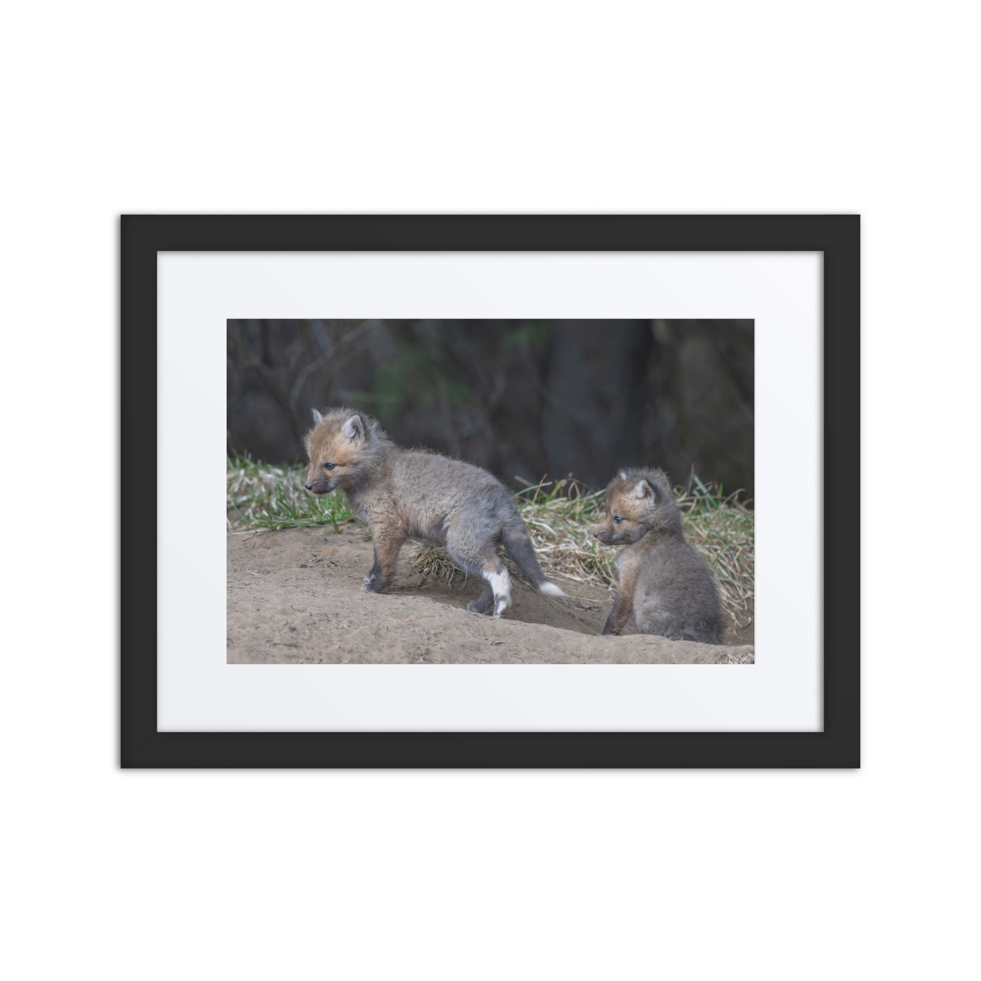 Play Time Baby Red fox! Framed mat poster