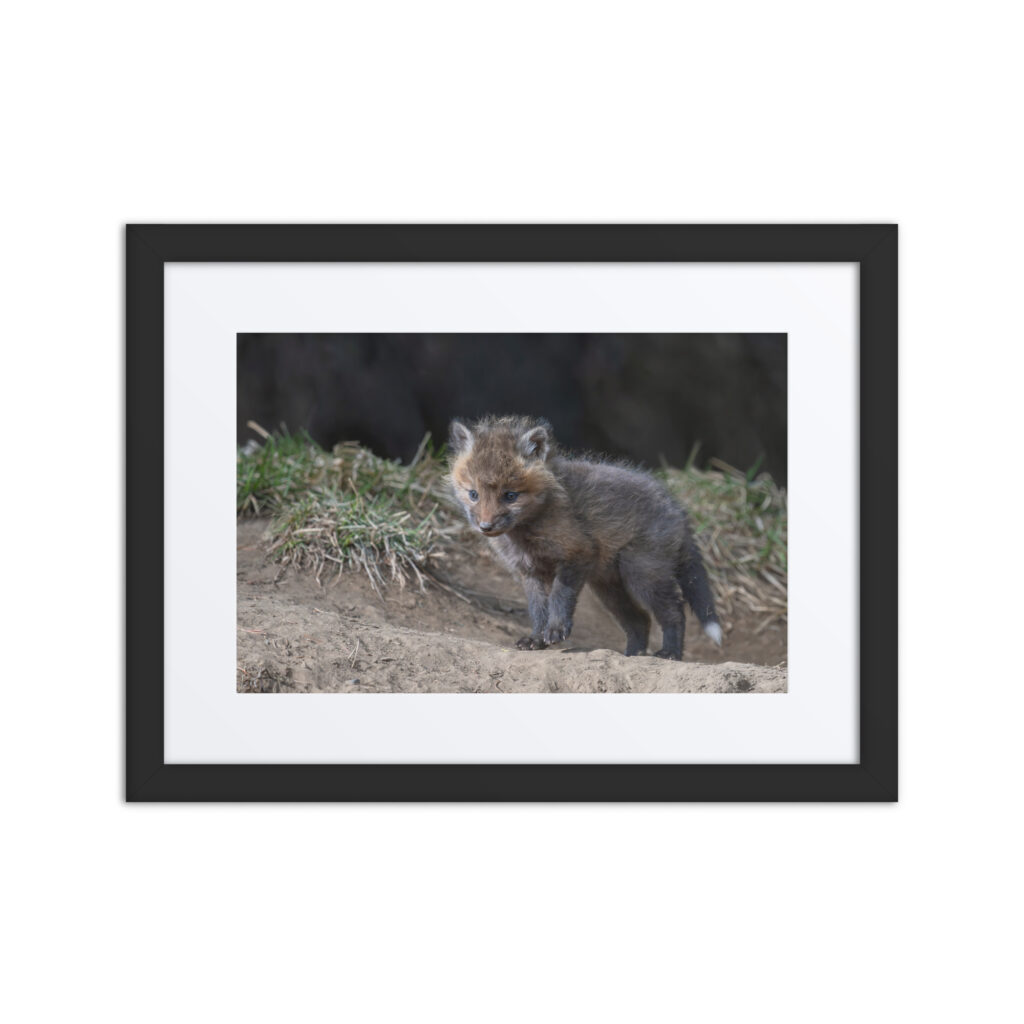 Just checking Baby Red fox! Framed poster