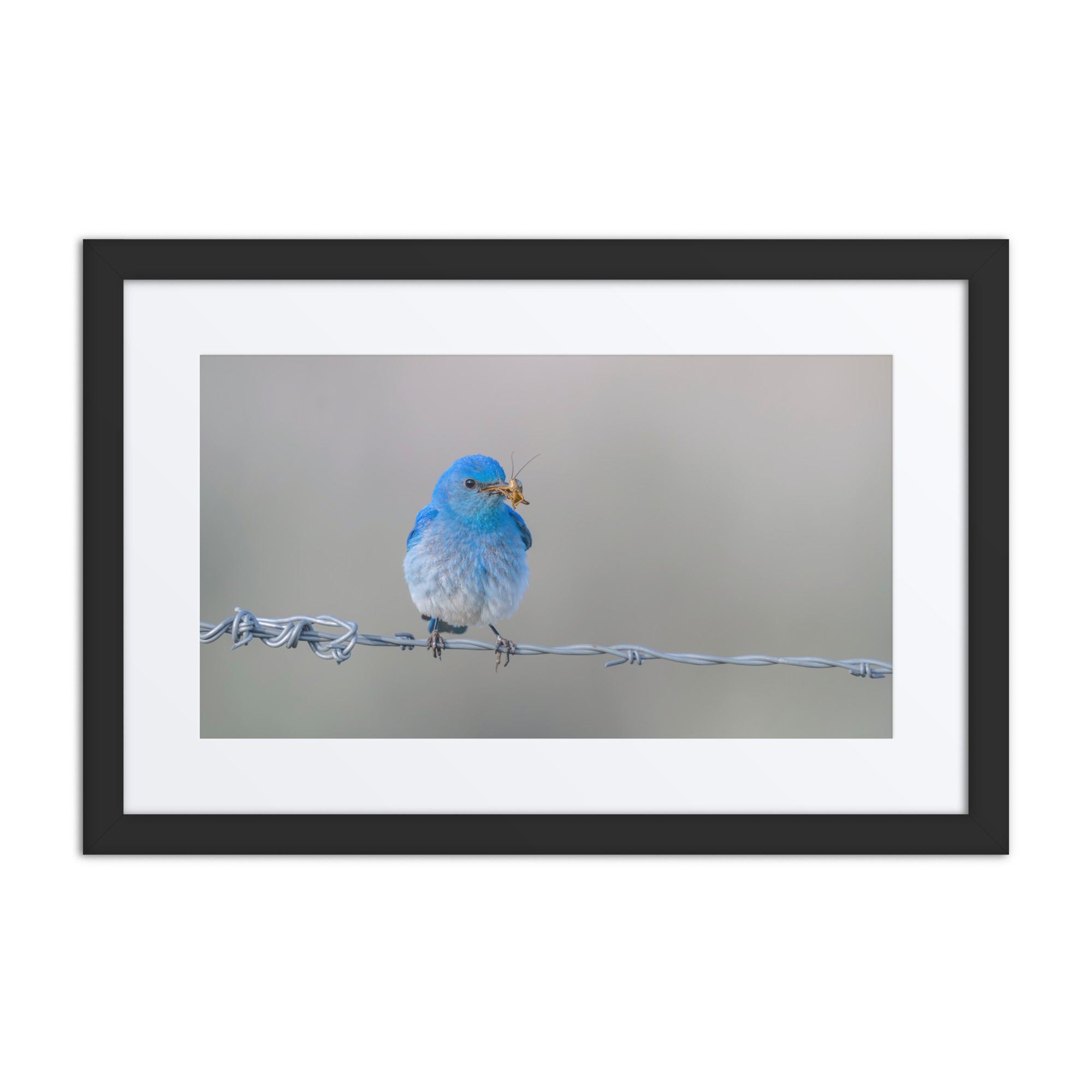 Mountain Blue Bird! Framed poster - Image 2