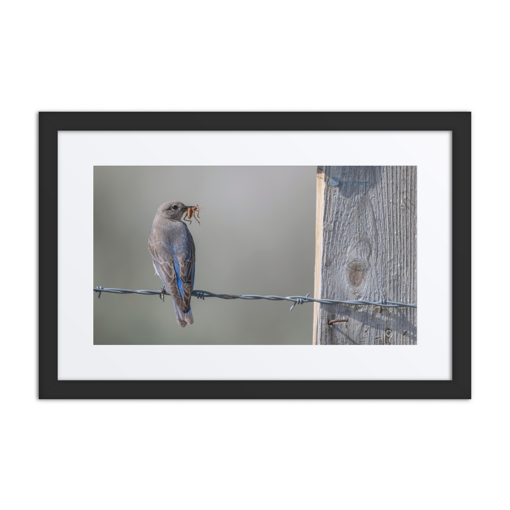 Mama Mountain bluebird with food! Framed mat poster - Image 2