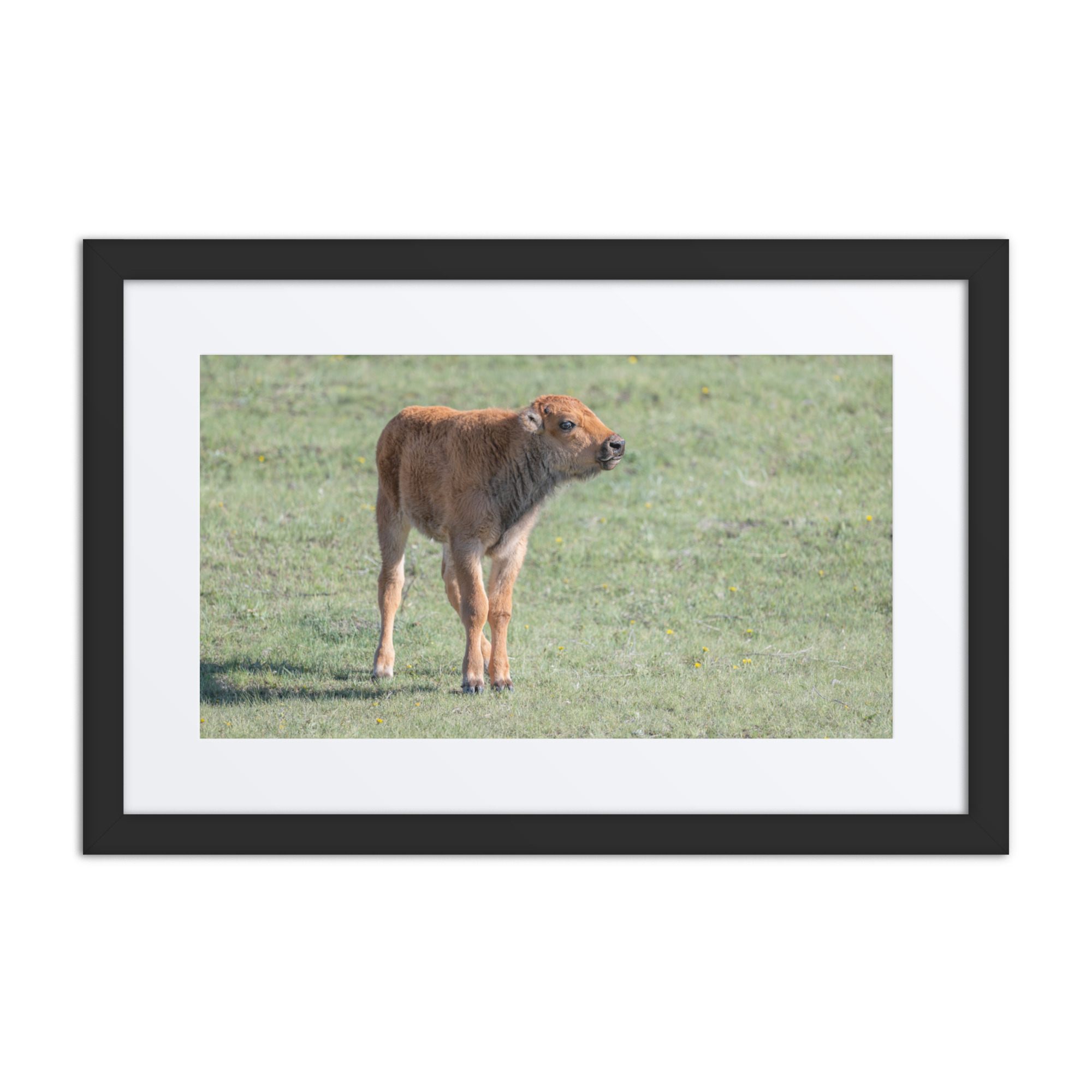 Baby Bison! Framed poster - Image 2