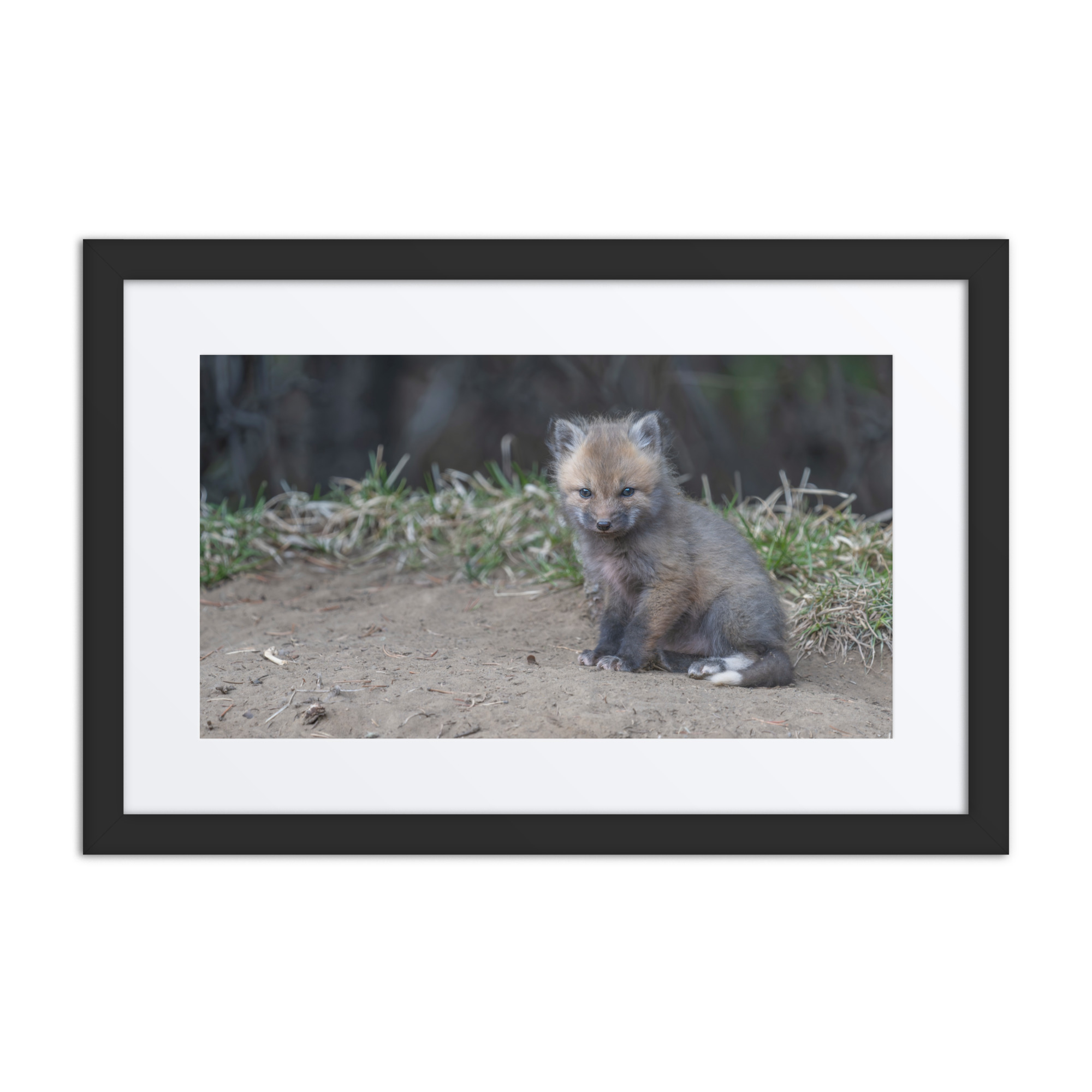 Baby Fox! Framed mat poster - Image 2