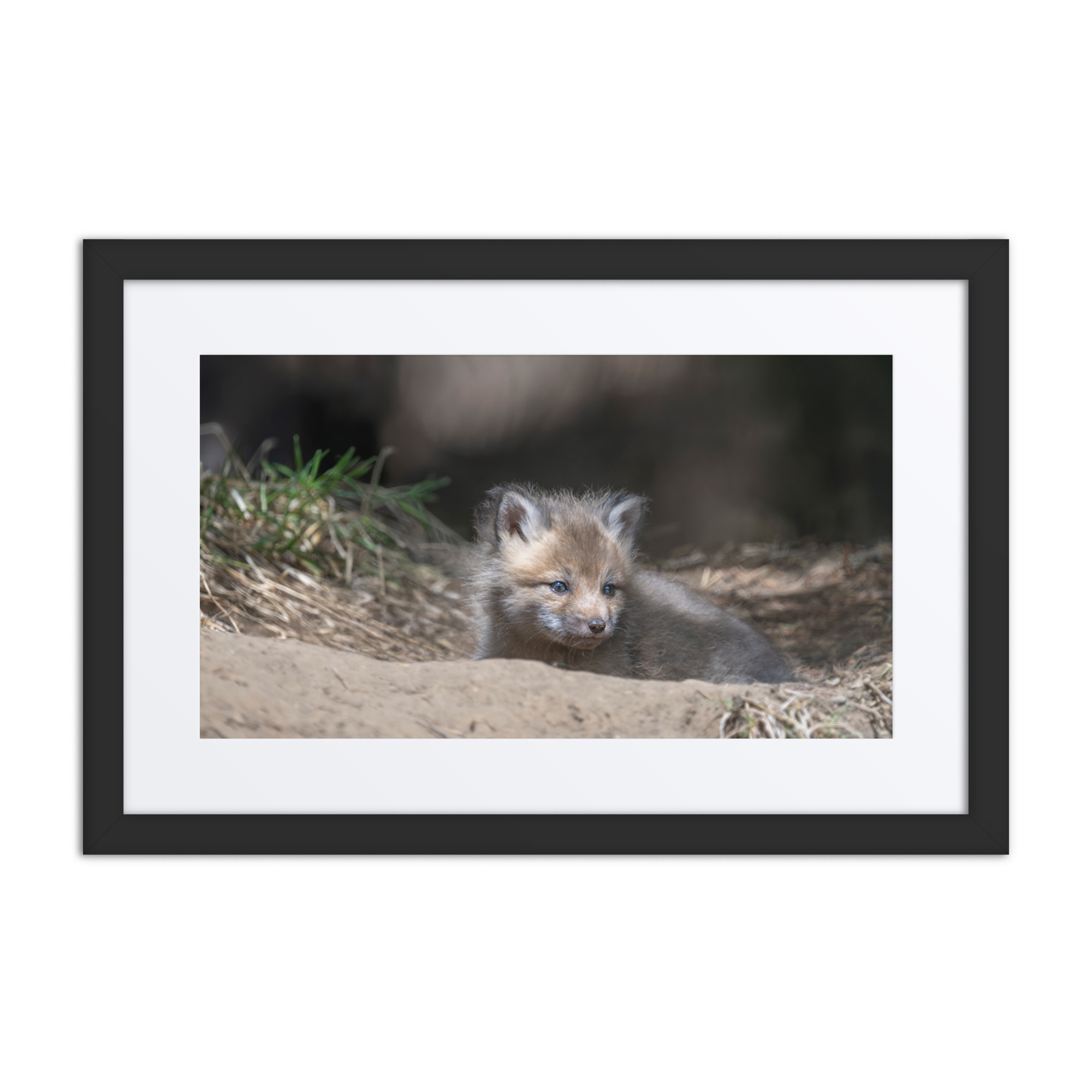 Baby Red fox waiting for Mom! Framed mat poster - Image 2