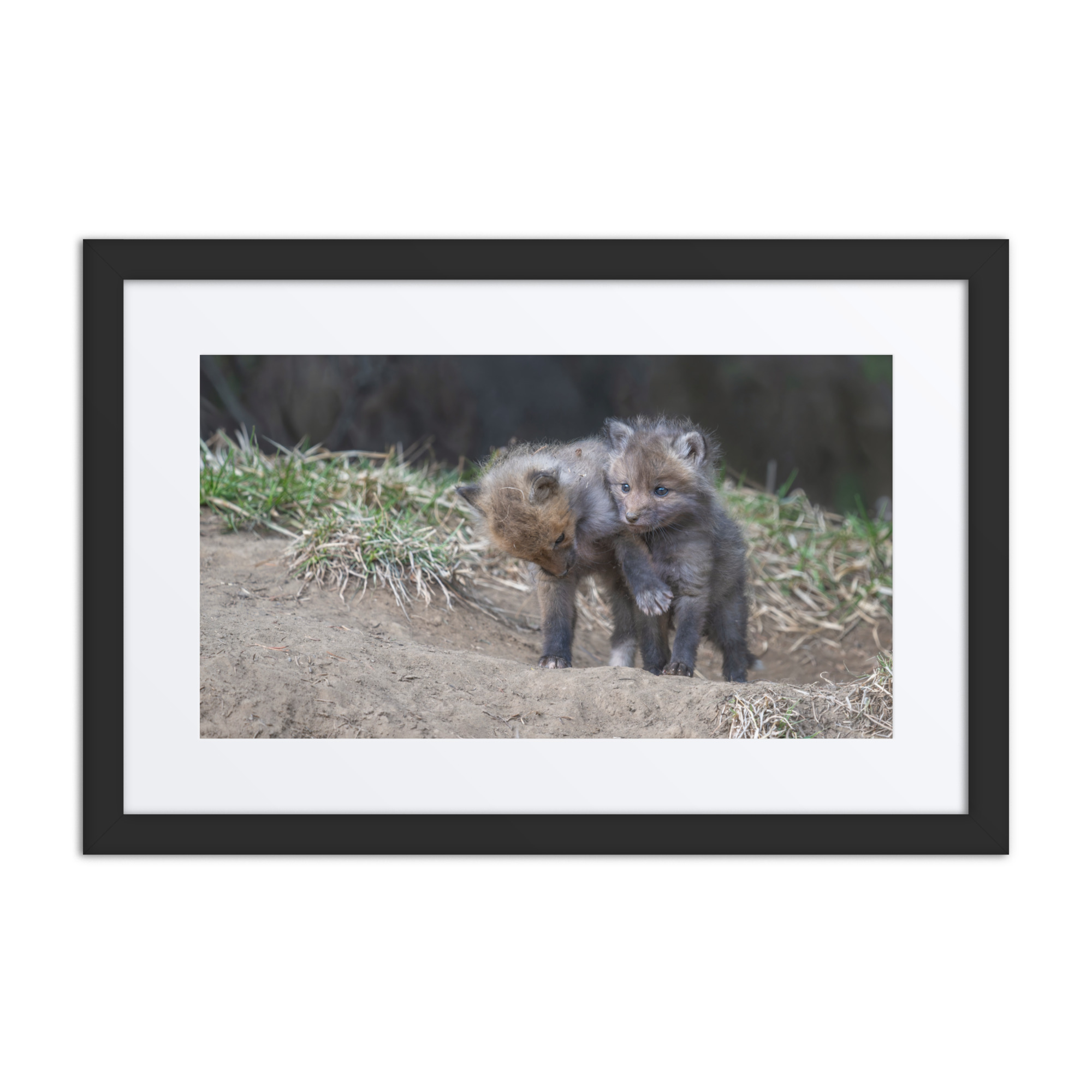 Brothers in Arms Red fox kits! Framed poster - Image 2