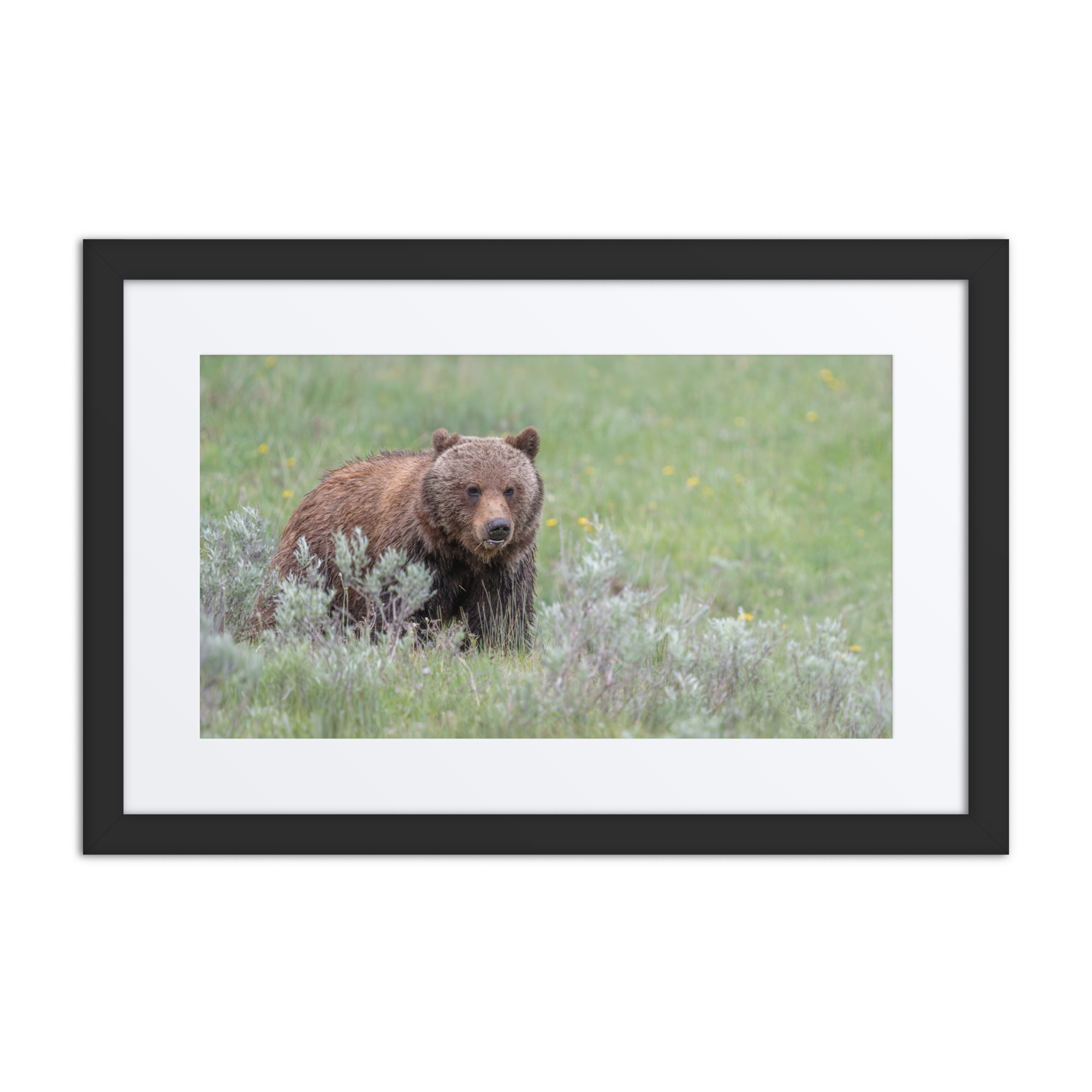 Hungry Grizzly in a Meadow! Framed mat poster - Image 2