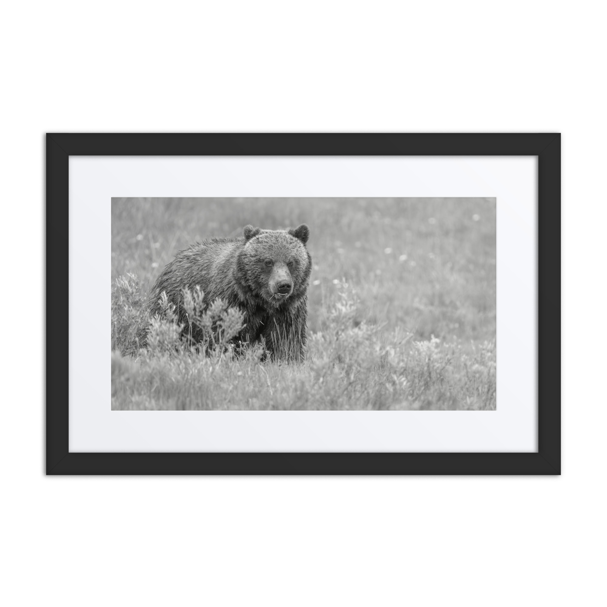 Hungry Grizzly in a Meadow! Monochrome Framed mat poster - Image 2