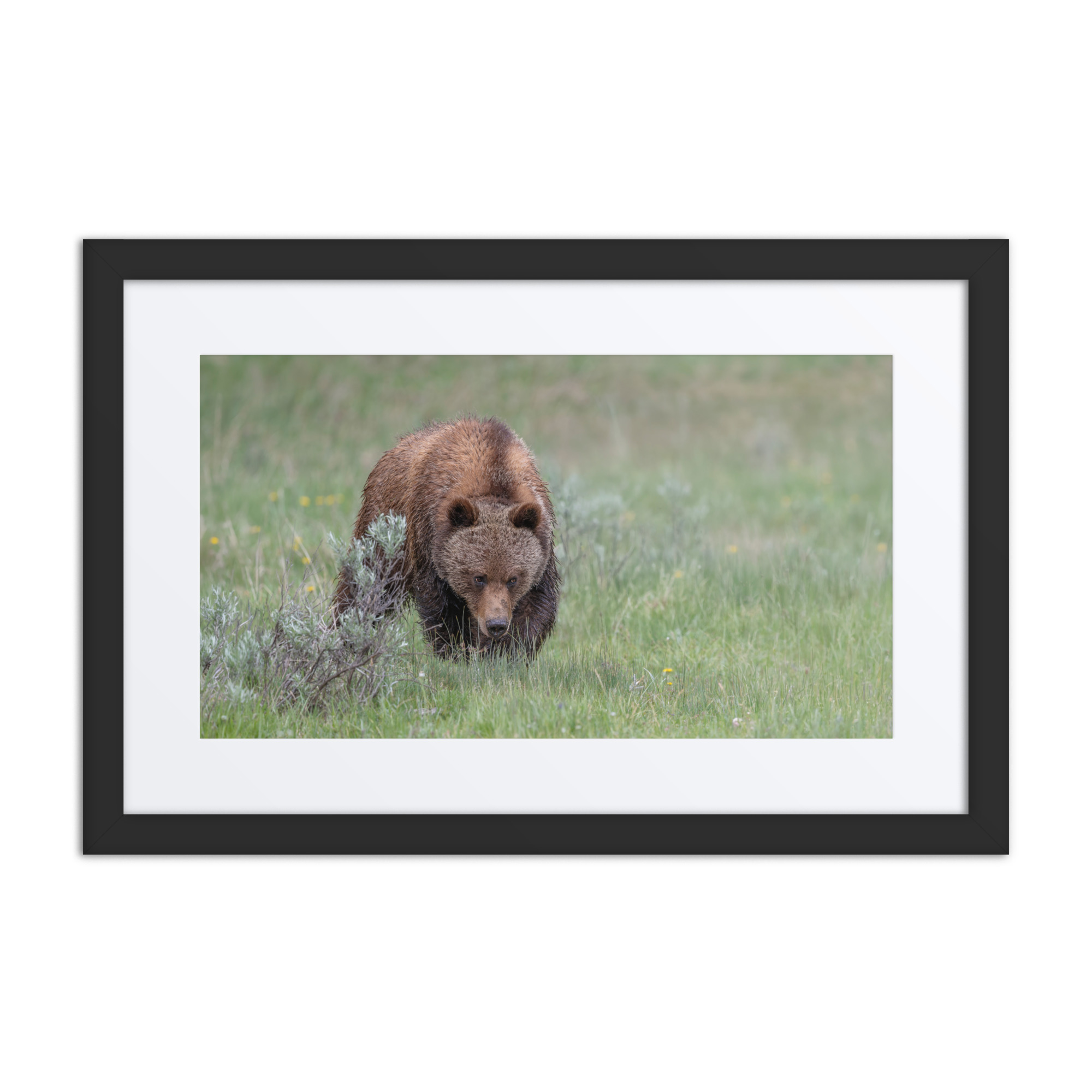 Grizzly Watching! Framed mat poster - Image 2