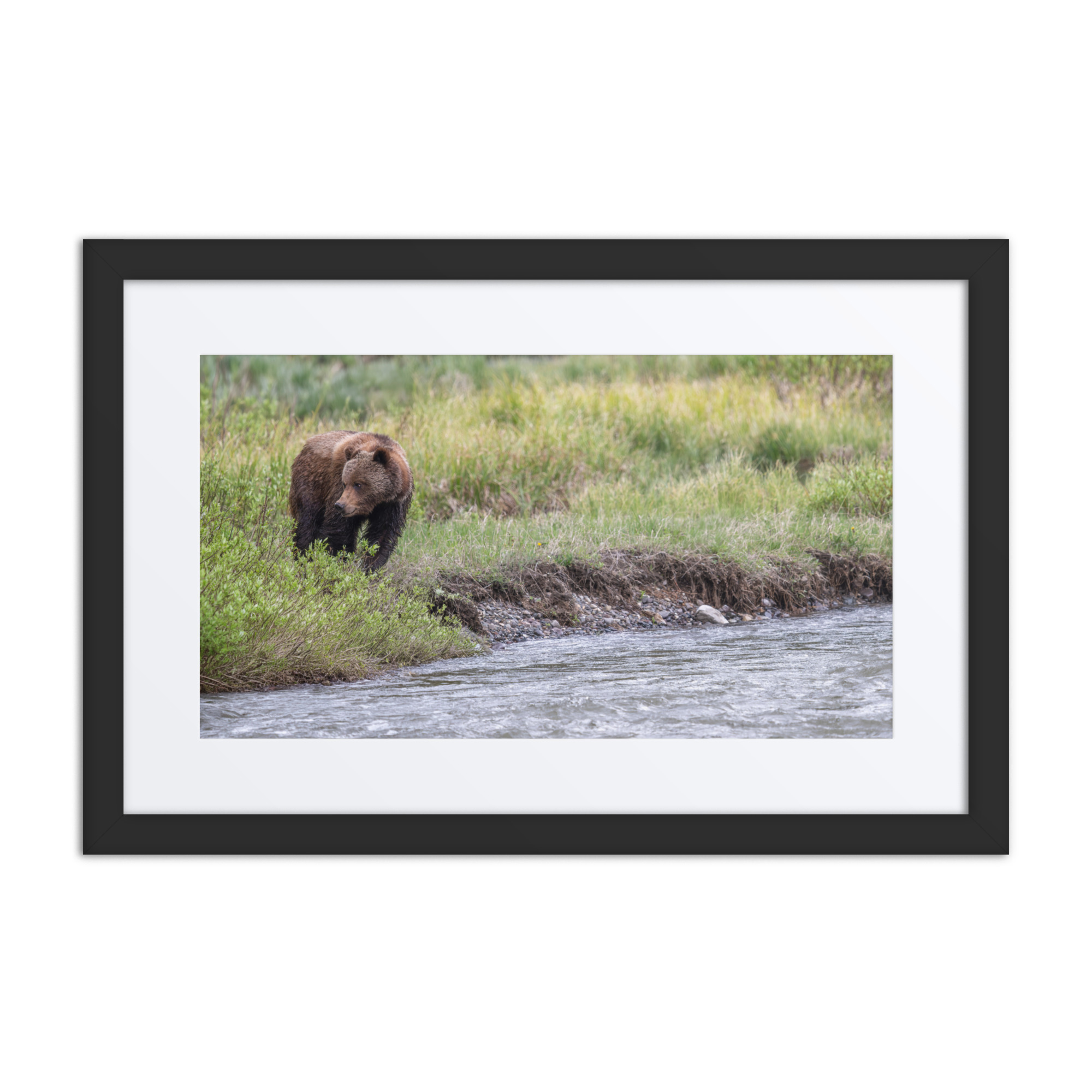 Grizzly getting read! Framed mat poster - Image 2