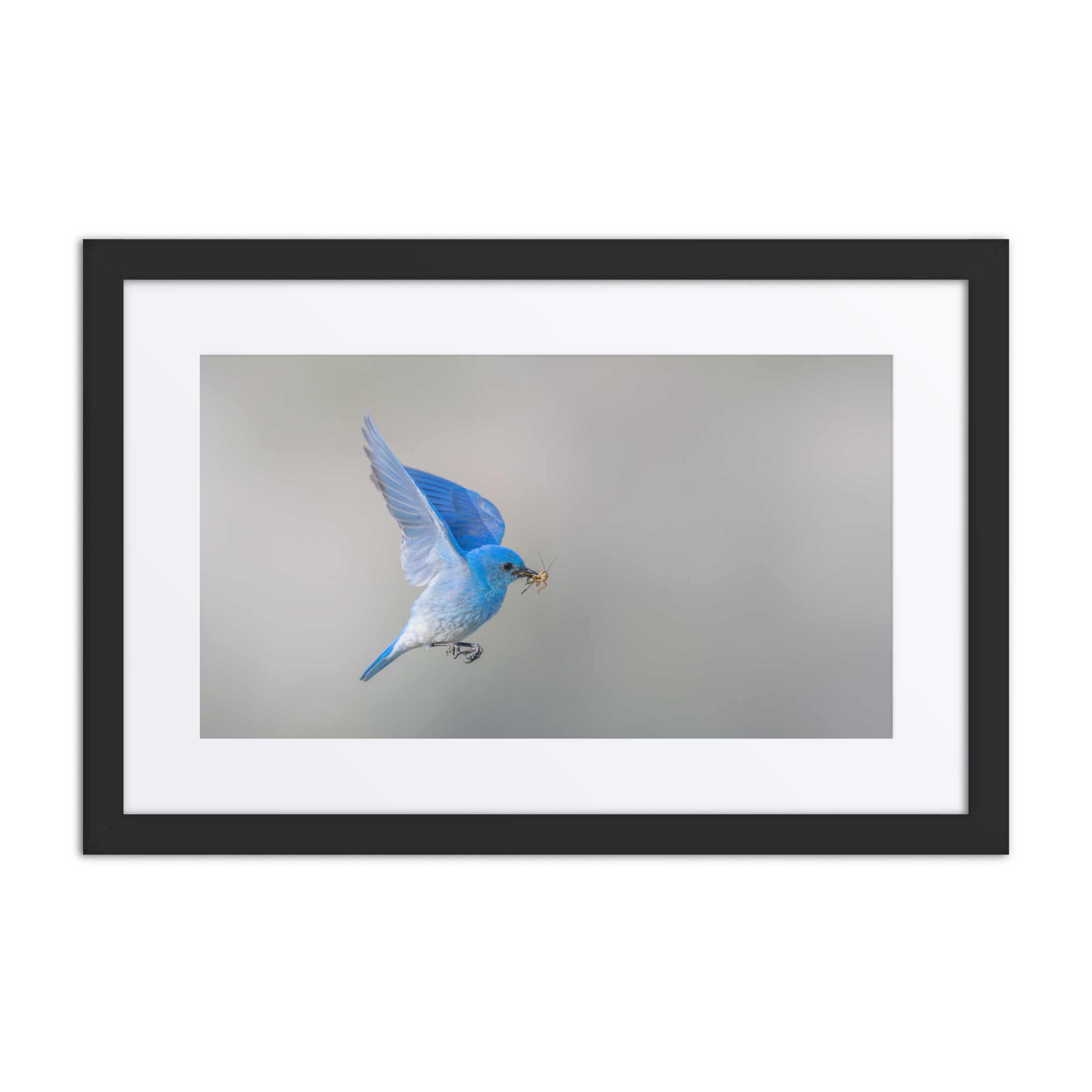 Mountain Bluebird with prey! Framed mat poster - Image 2