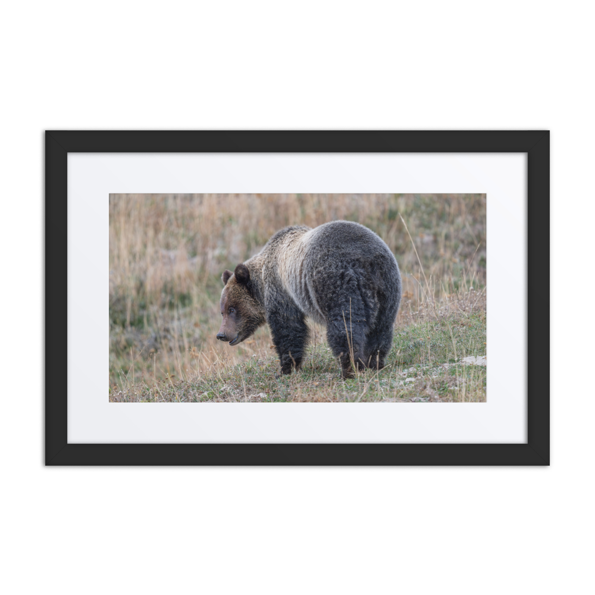 Grizzly of yellowstone! Framed poster - Image 2