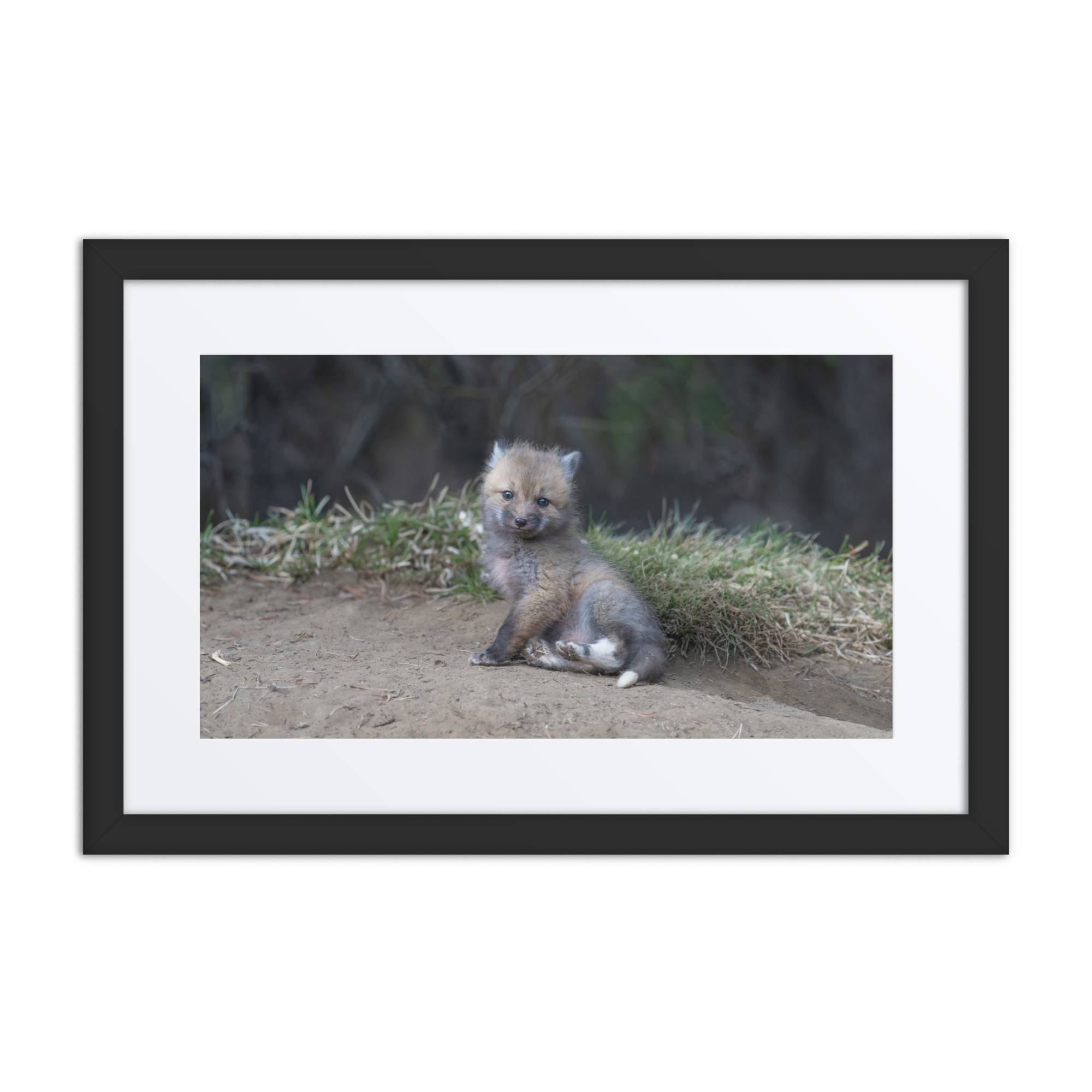 Guarding Den Baby Red fox! Framed mat poster - Image 2