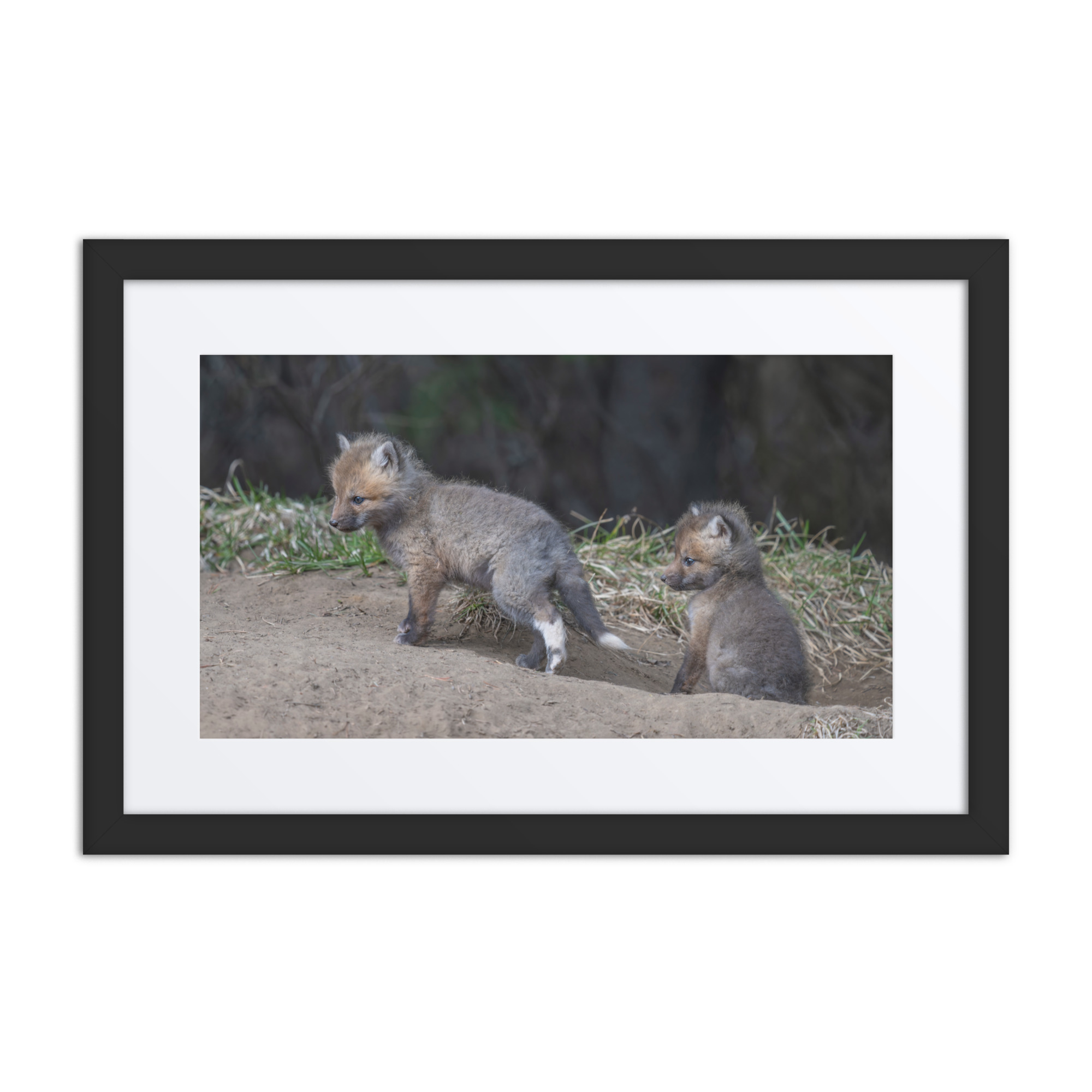 Play Time Baby Red fox! Framed mat poster - Image 2