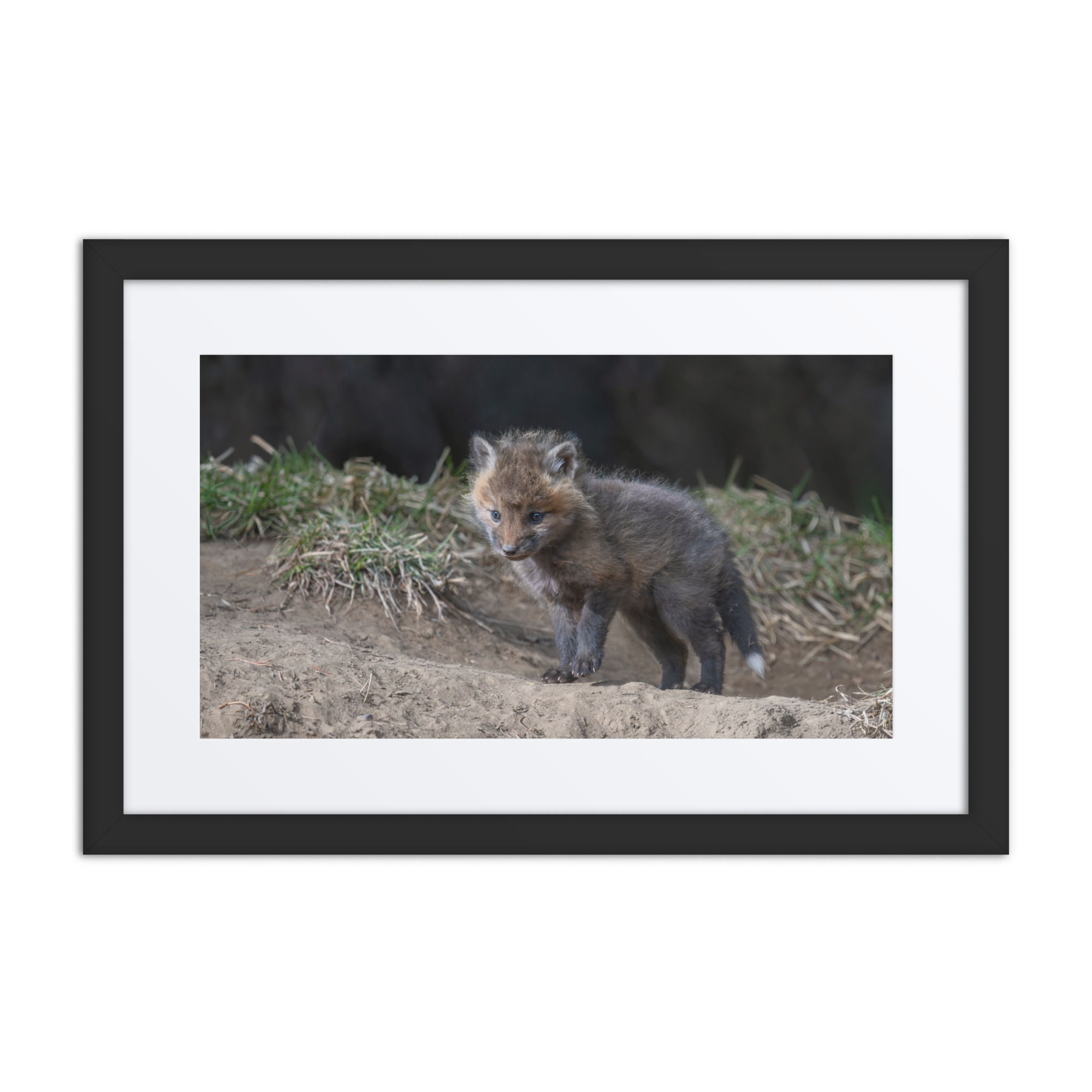 Just checking Baby Red fox! Framed poster - Image 2