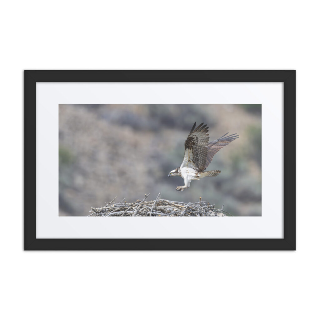 Osprey Landing on its nest! Framed mat poster