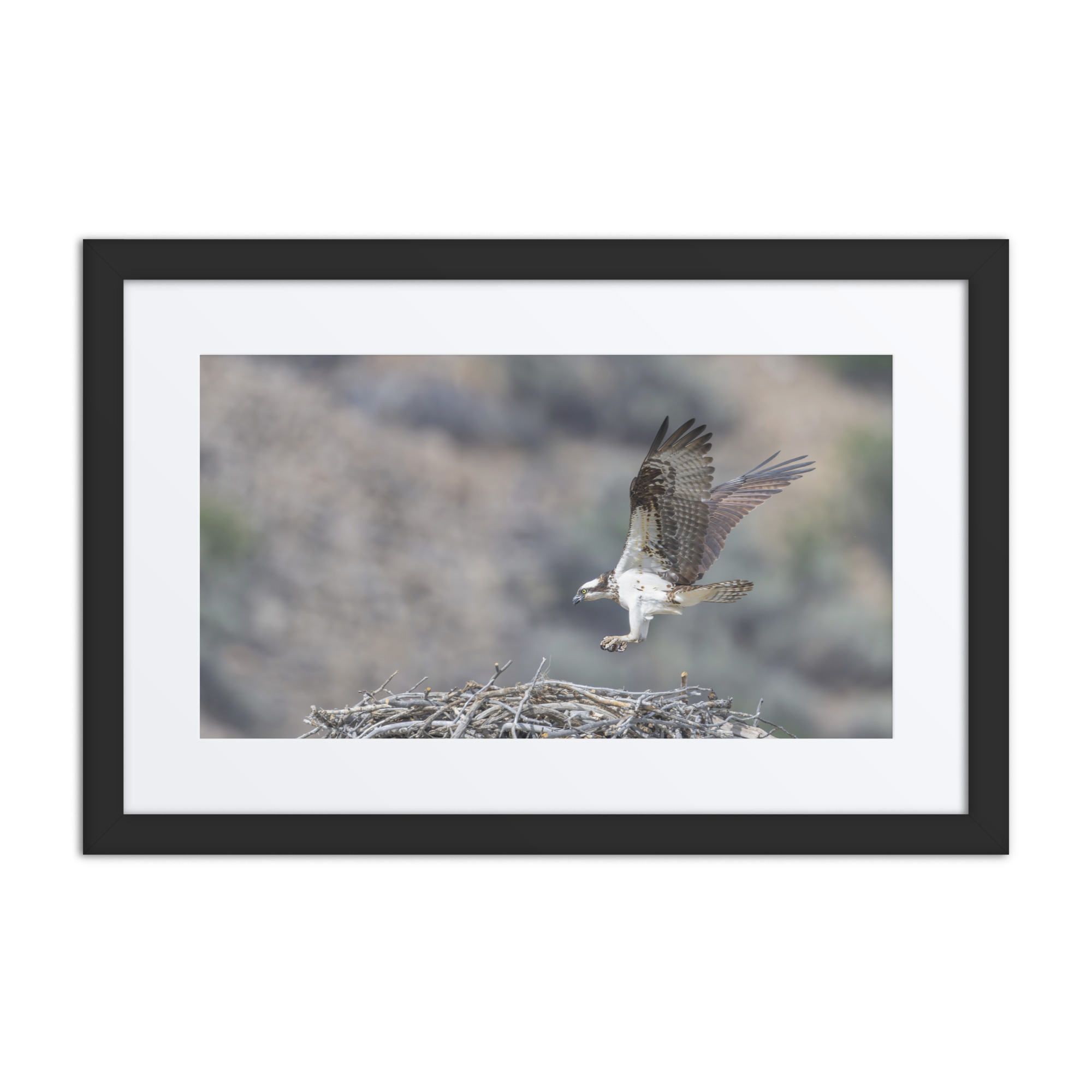 Osprey Landing on its nest! Framed mat poster