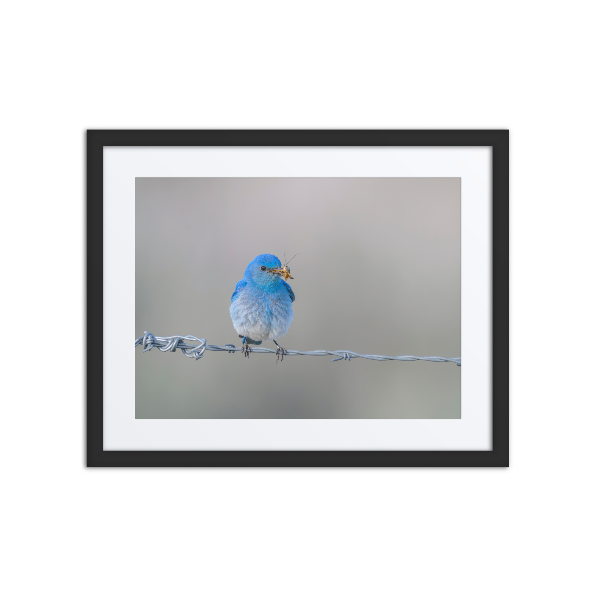 Mountain Blue Bird! Framed poster - Image 3