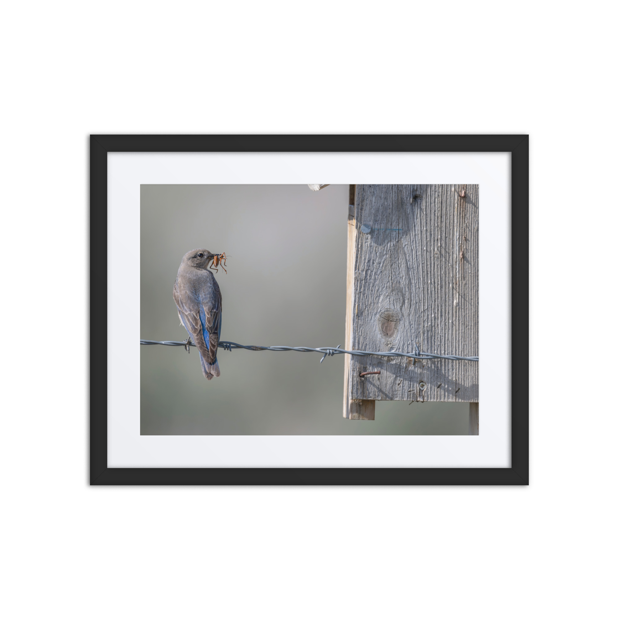Mama Mountain bluebird with food! Framed mat poster - Image 3