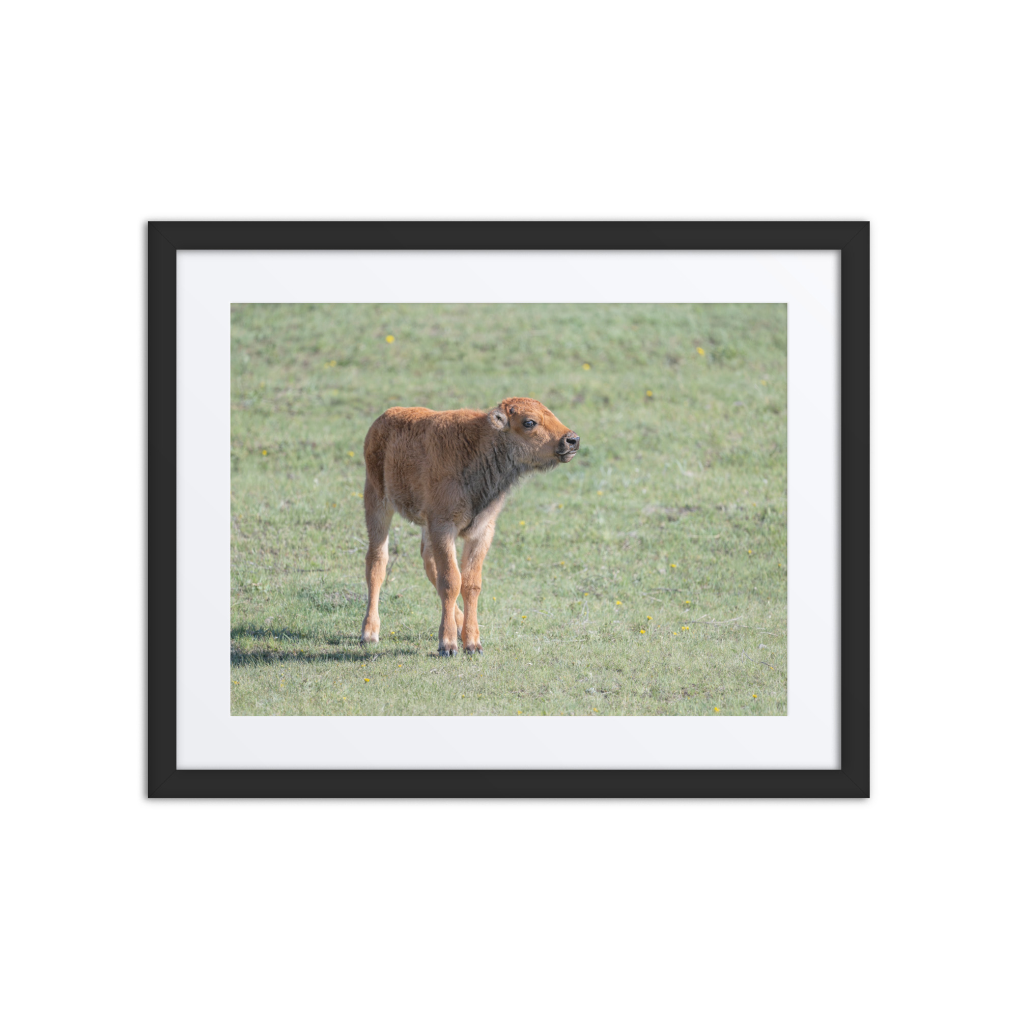 Baby Bison! Framed poster - Image 3