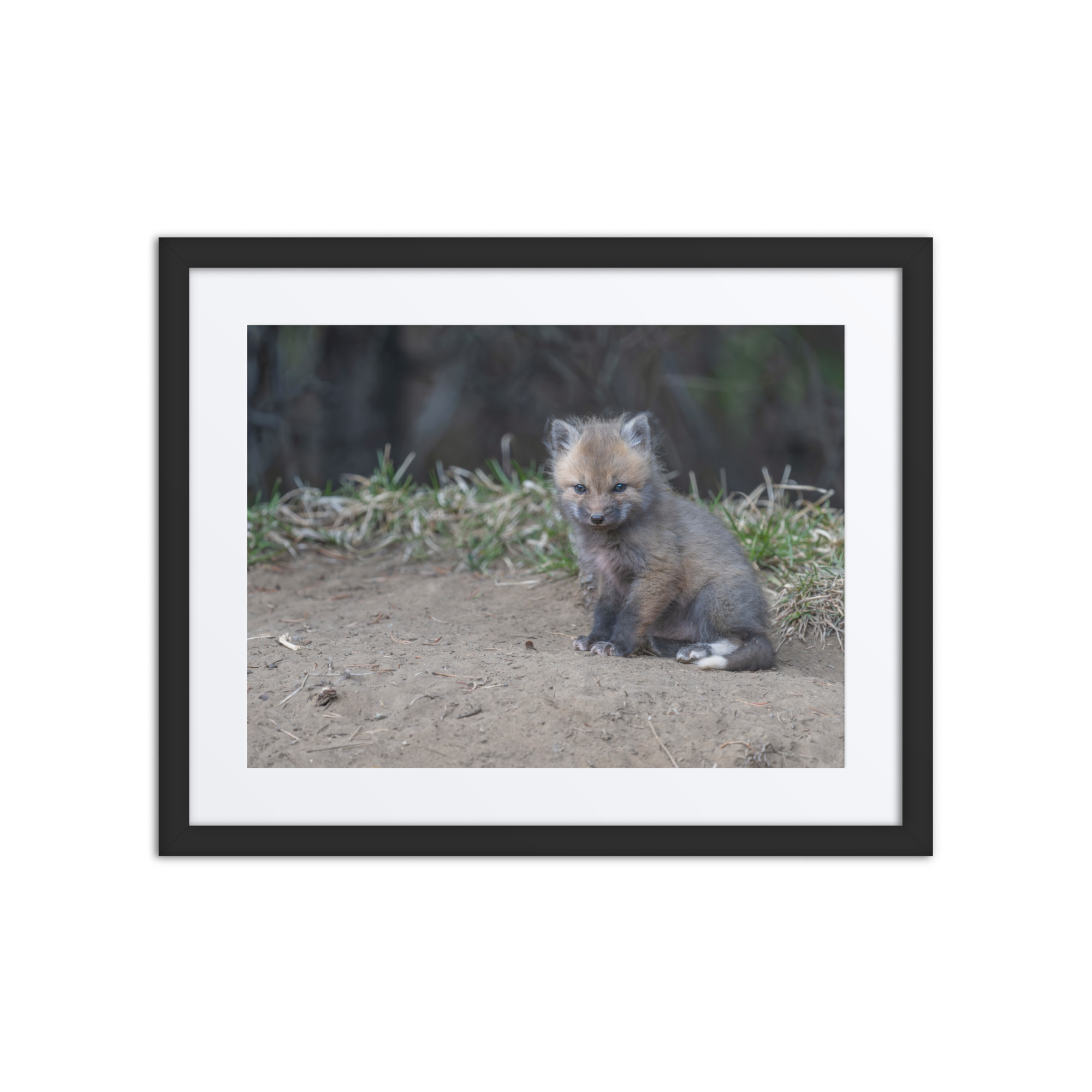 Baby Fox! Framed mat poster - Image 3