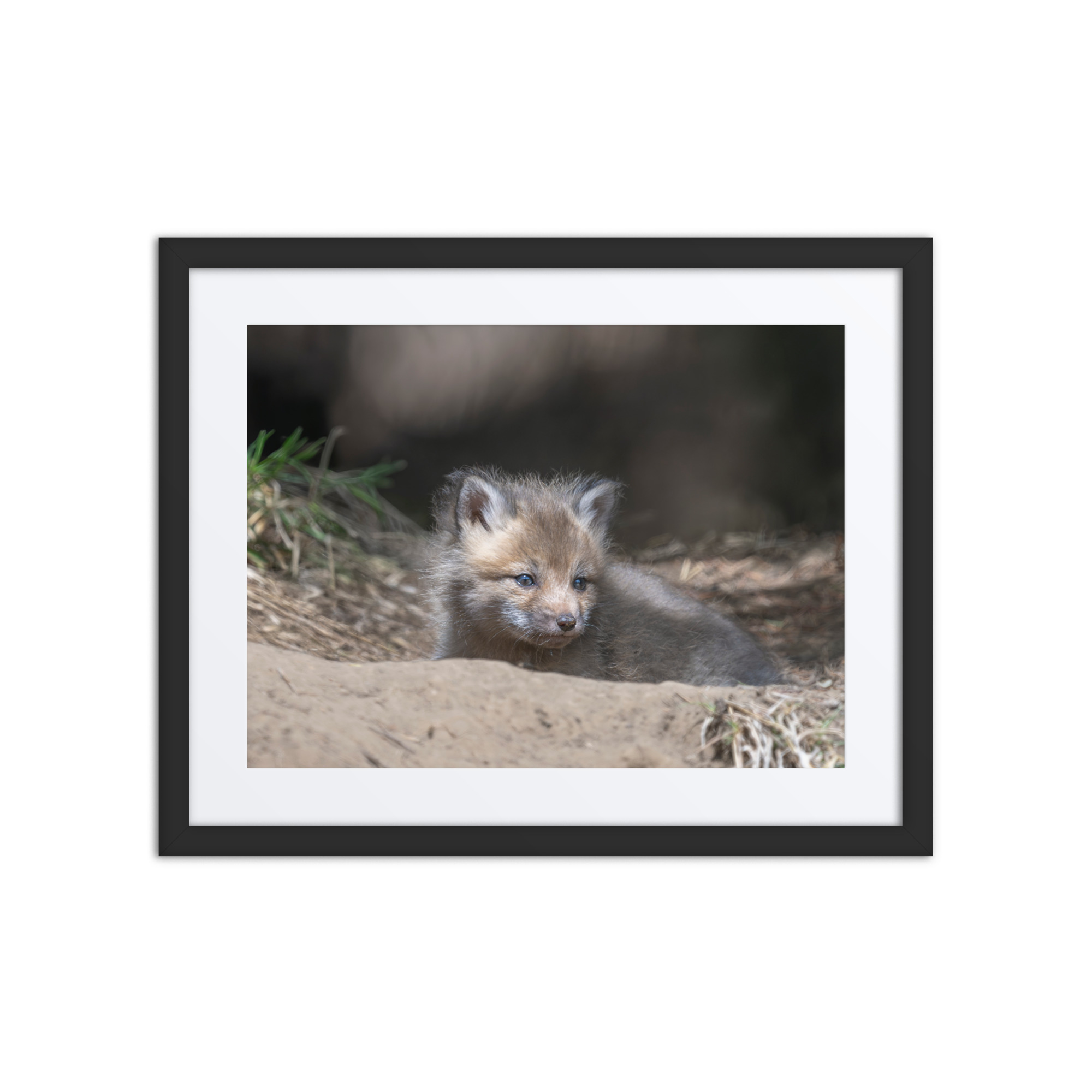 Baby Red fox waiting for Mom! Framed mat poster - Image 3