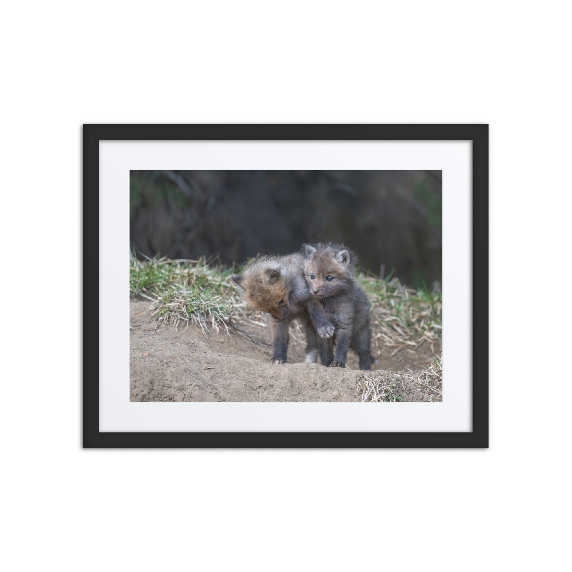 Brothers in Arms Red fox kits! Framed poster - Image 3