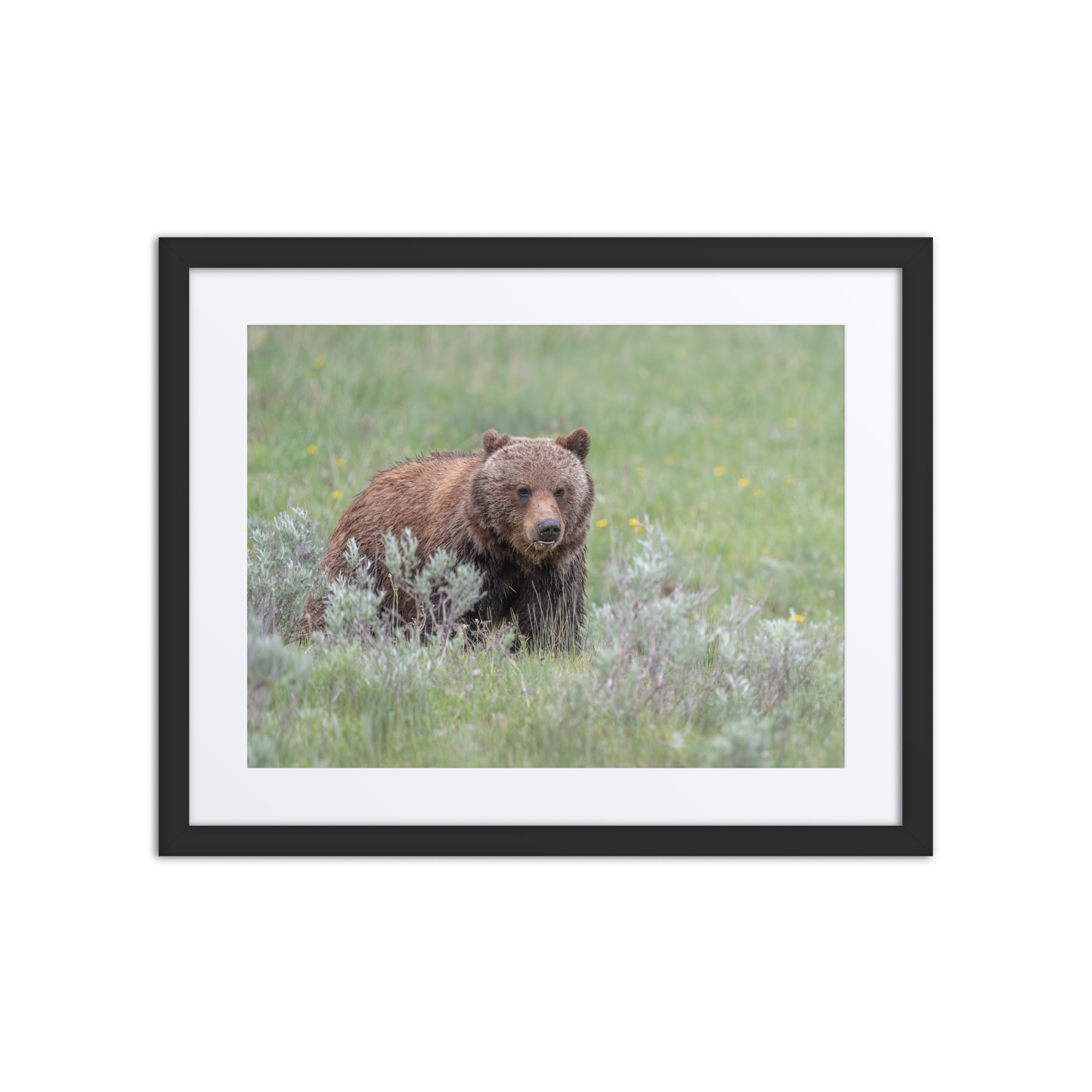 Hungry Grizzly in a Meadow! Framed mat poster - Image 3