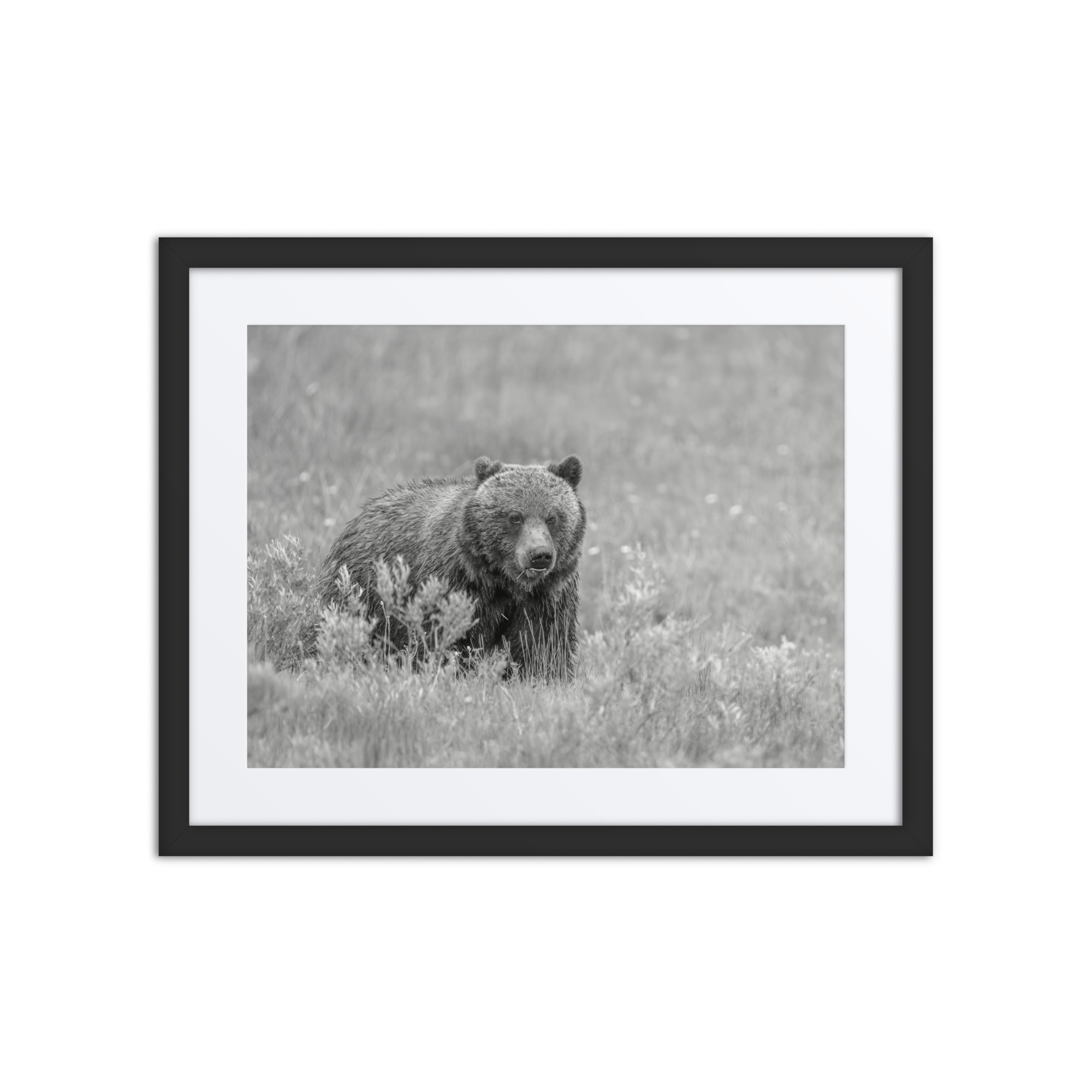 Hungry Grizzly in a Meadow! Monochrome Framed mat poster - Image 3
