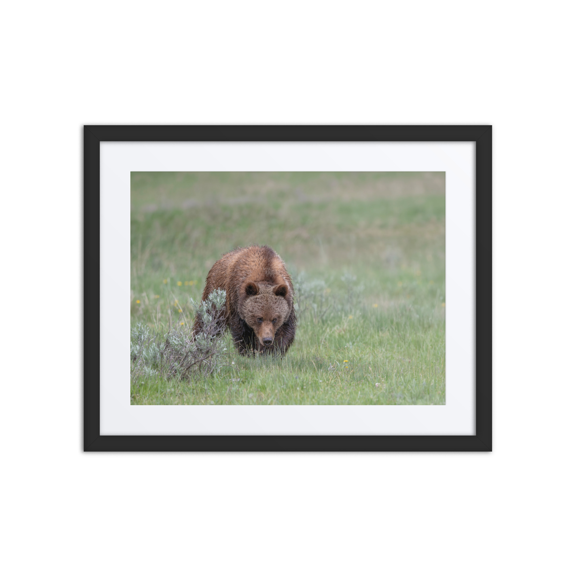 Grizzly Watching! Framed mat poster - Image 3