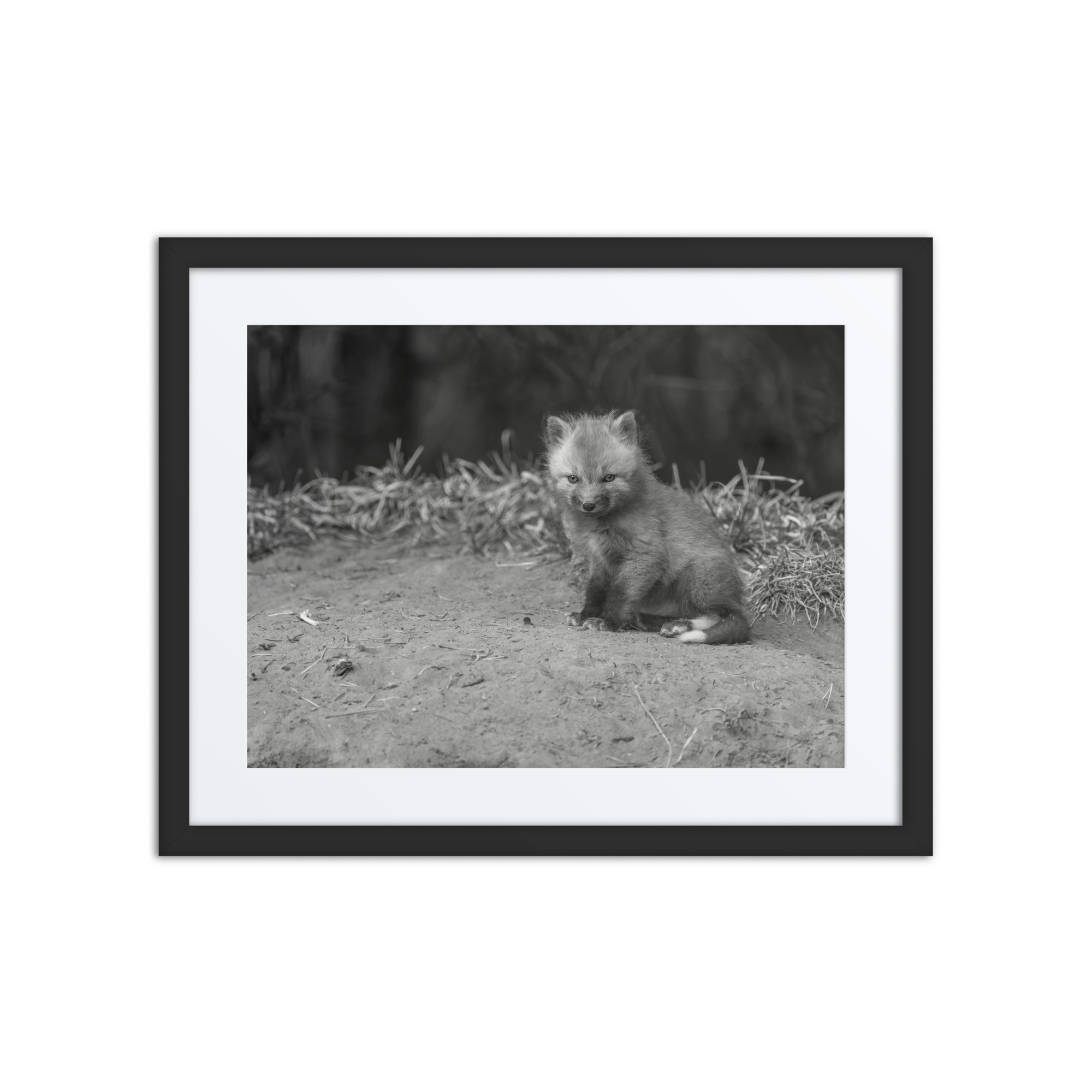 Sharp gaze baby red fox (Monochrome)! Framed mat poster - Image 3