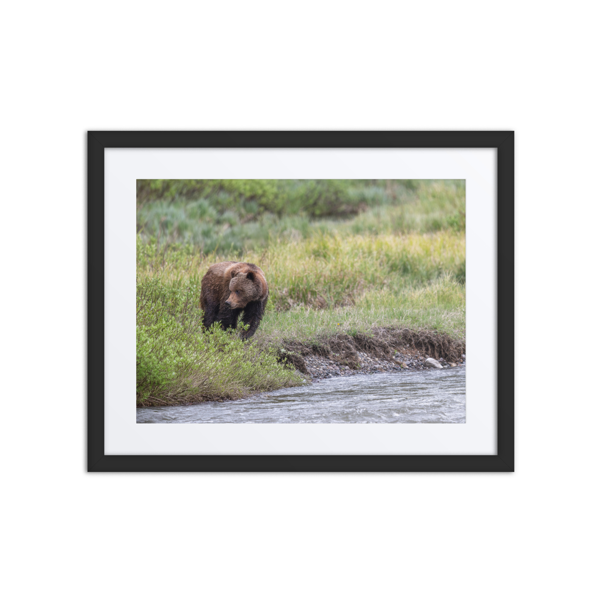 Grizzly getting read! Framed mat poster - Image 3