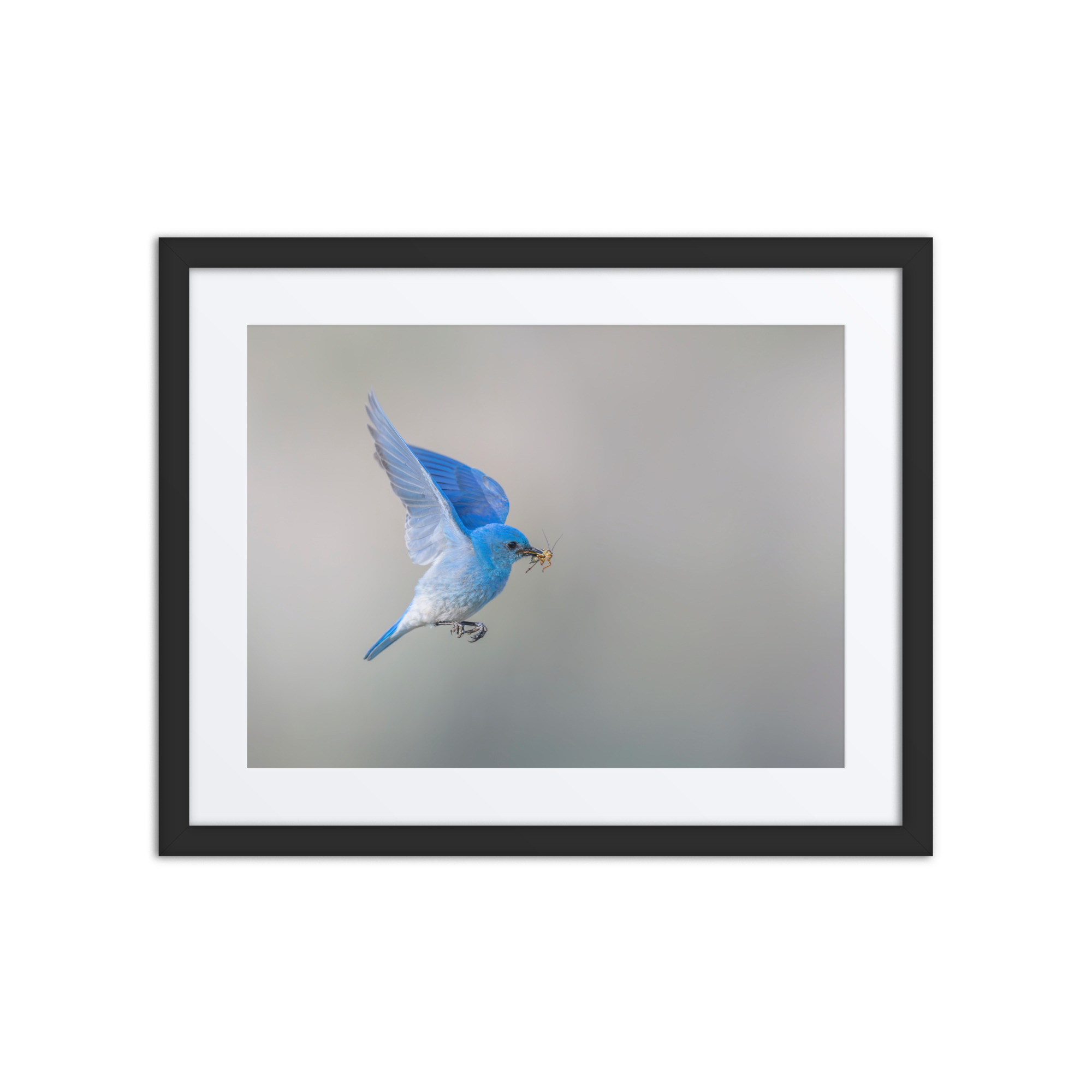 Mountain Bluebird with prey! Framed mat poster - Image 3