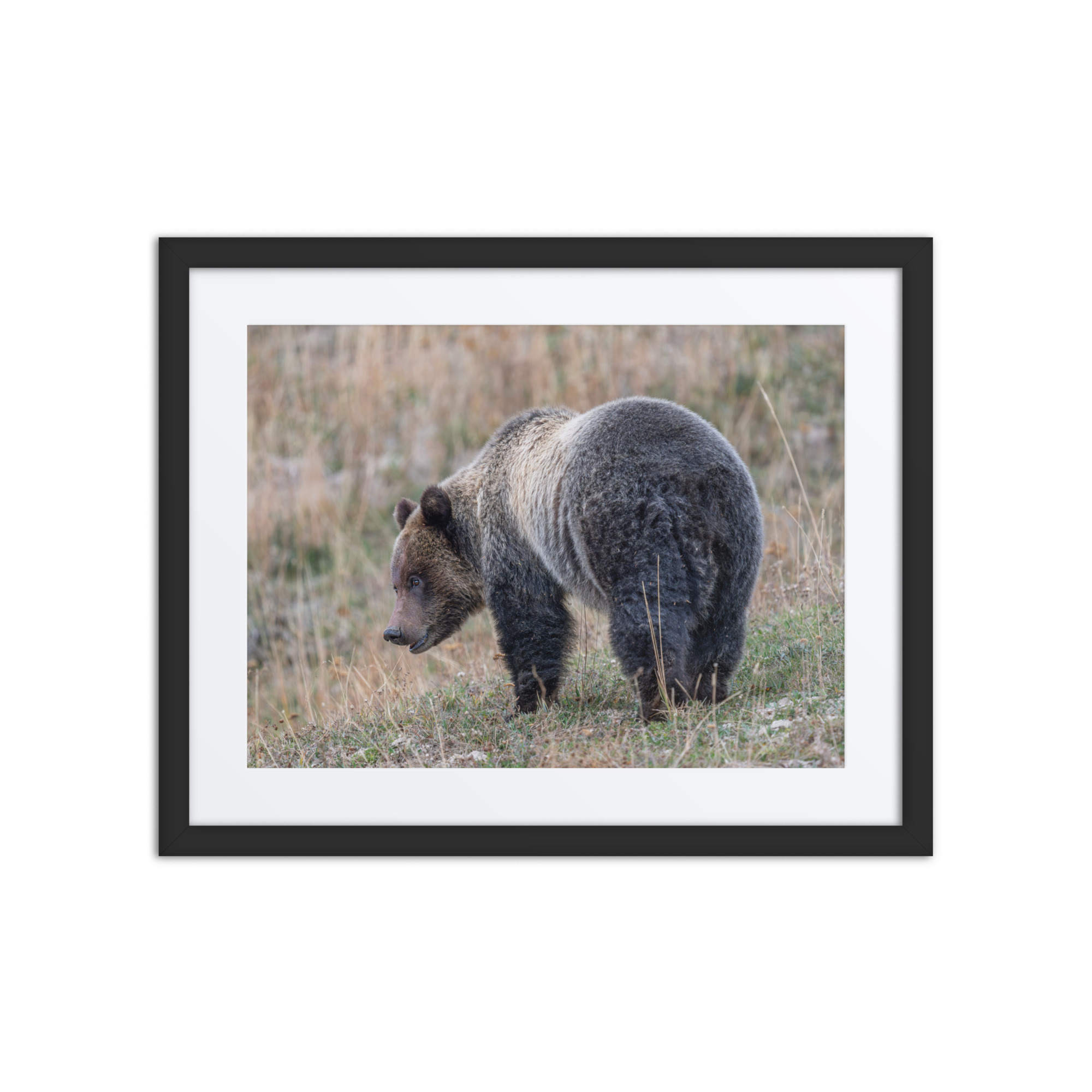 Grizzly of yellowstone! Framed poster - Image 3