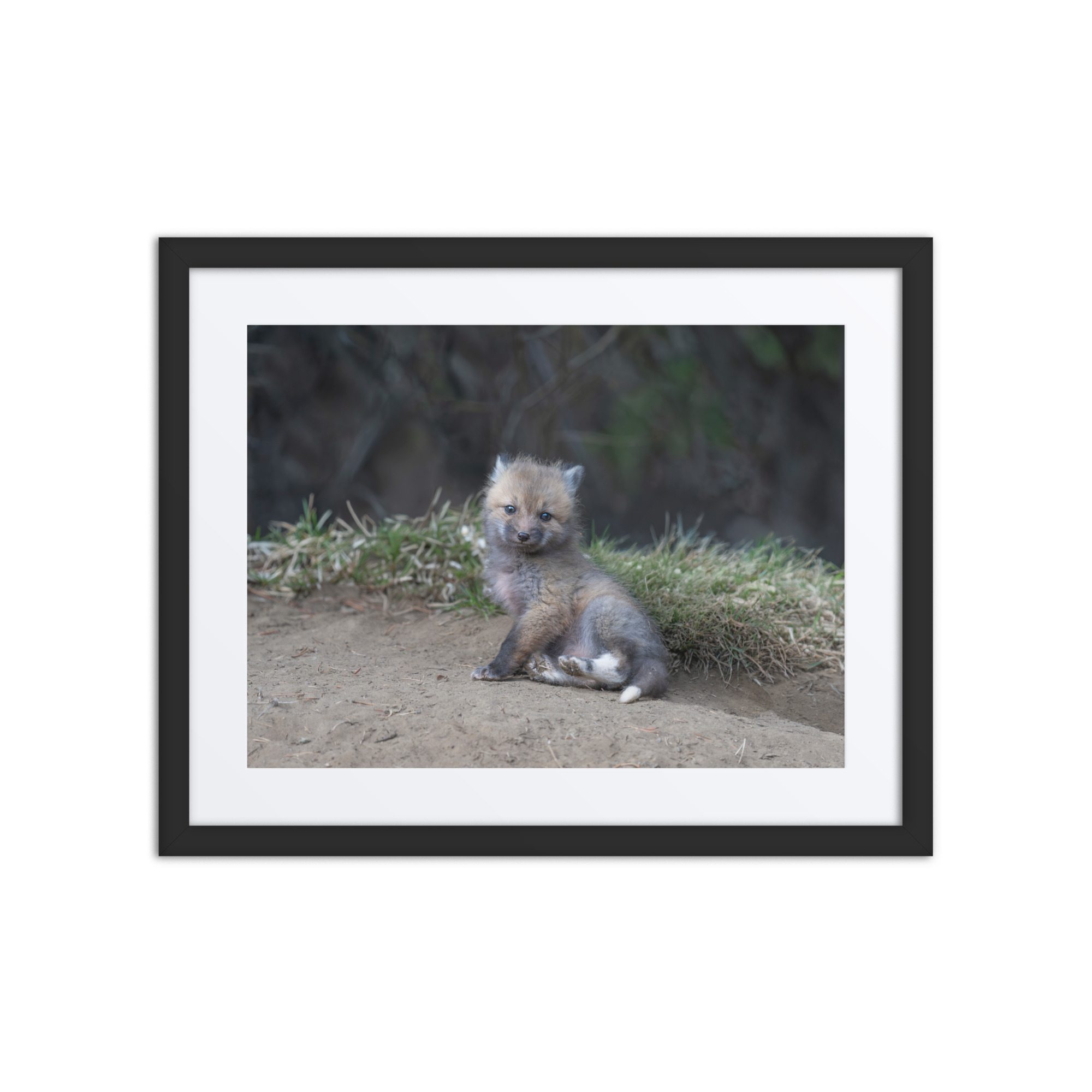 Guarding Den Baby Red fox! Framed mat poster - Image 3