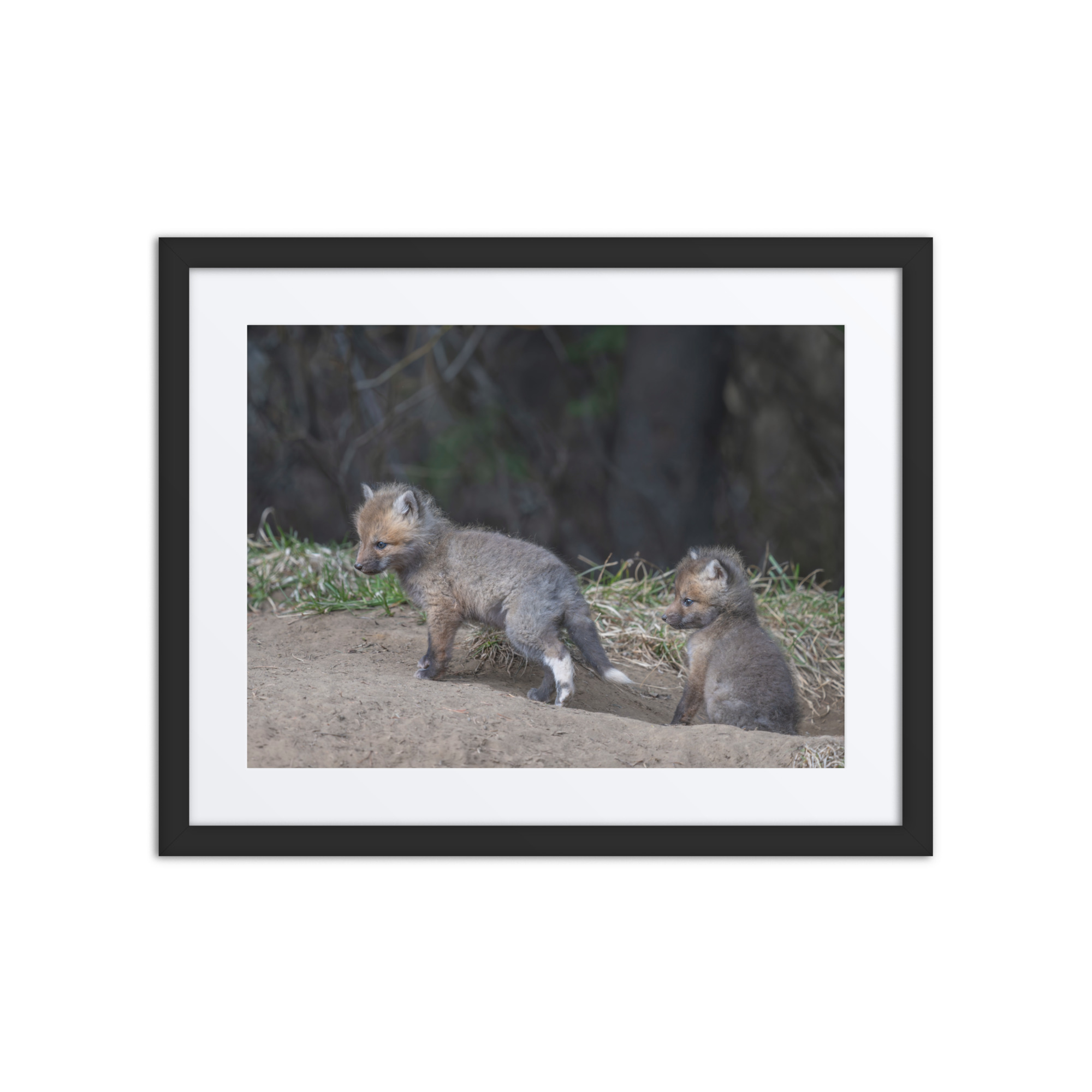 Play Time Baby Red fox! Framed mat poster - Image 3