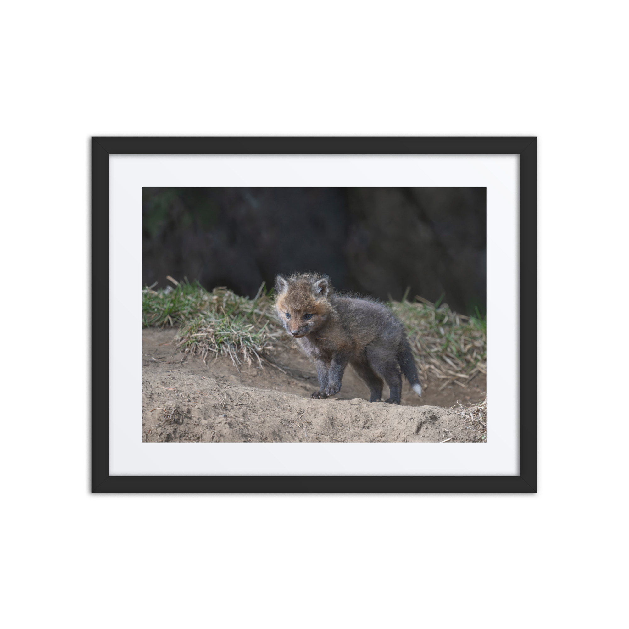 Just checking Baby Red fox! Framed poster - Image 3