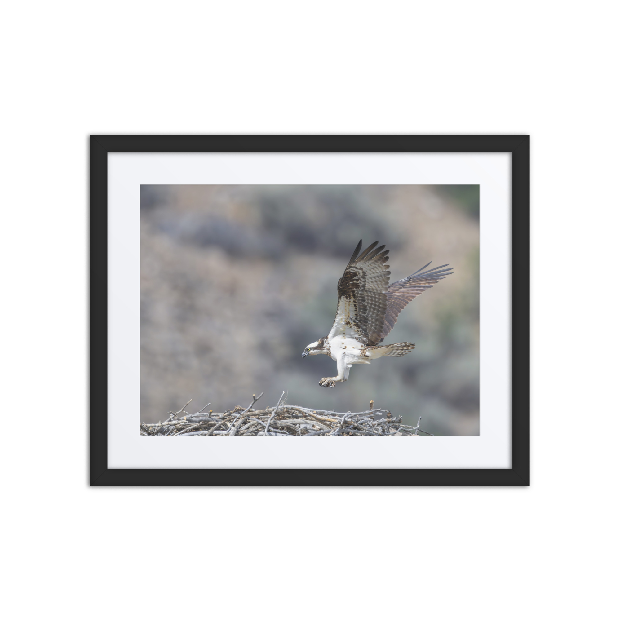 Osprey Landing on its nest! Framed mat poster - Image 2