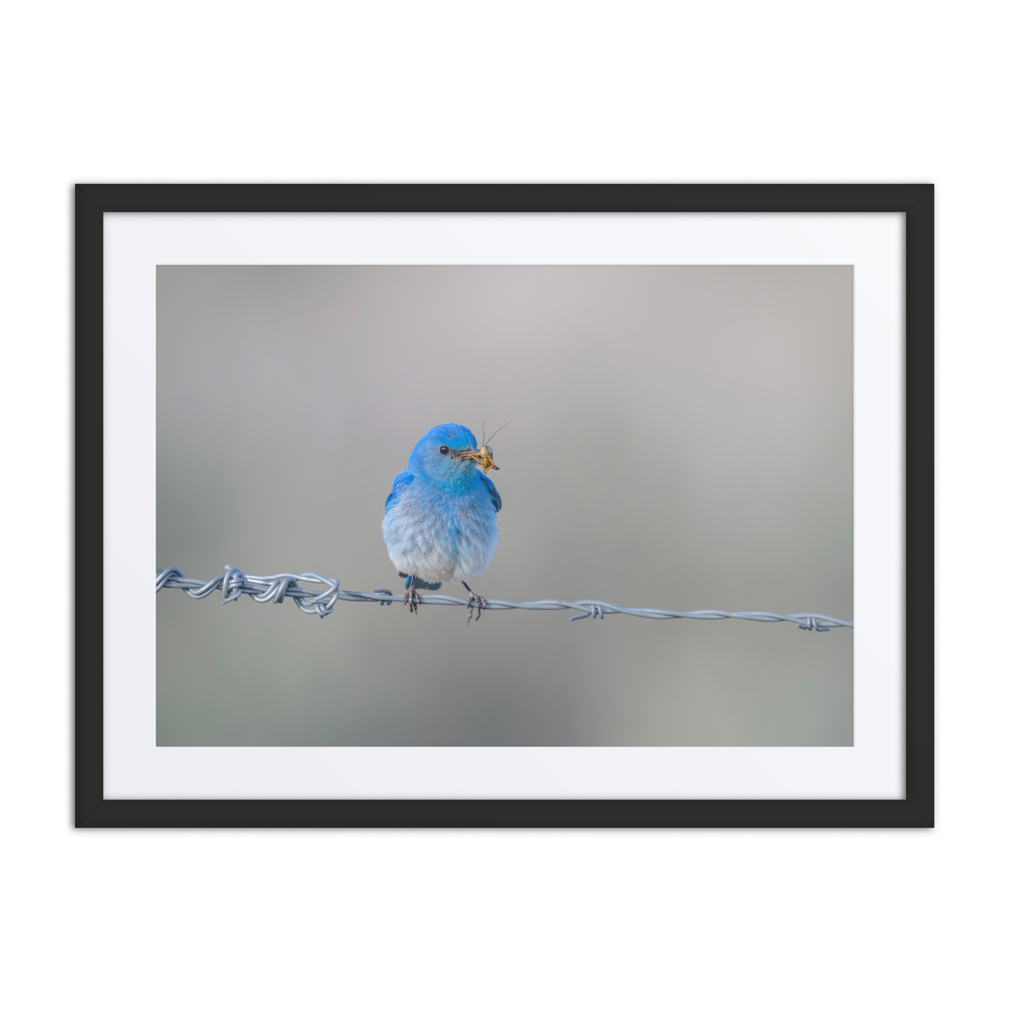 Mountain Blue Bird! Framed poster - Image 4