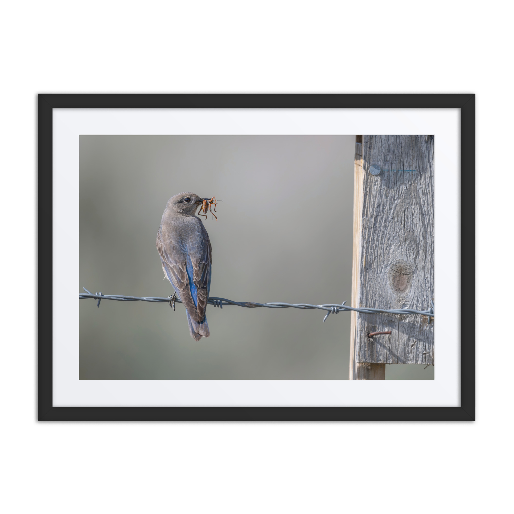 Mama Mountain bluebird with food! Framed mat poster - Image 4
