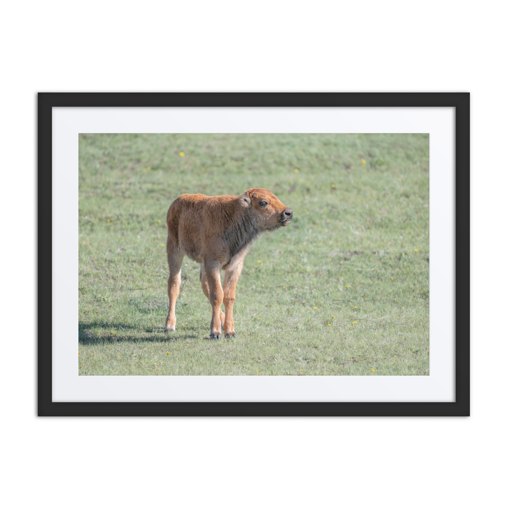 Baby Bison! Framed poster - Image 4