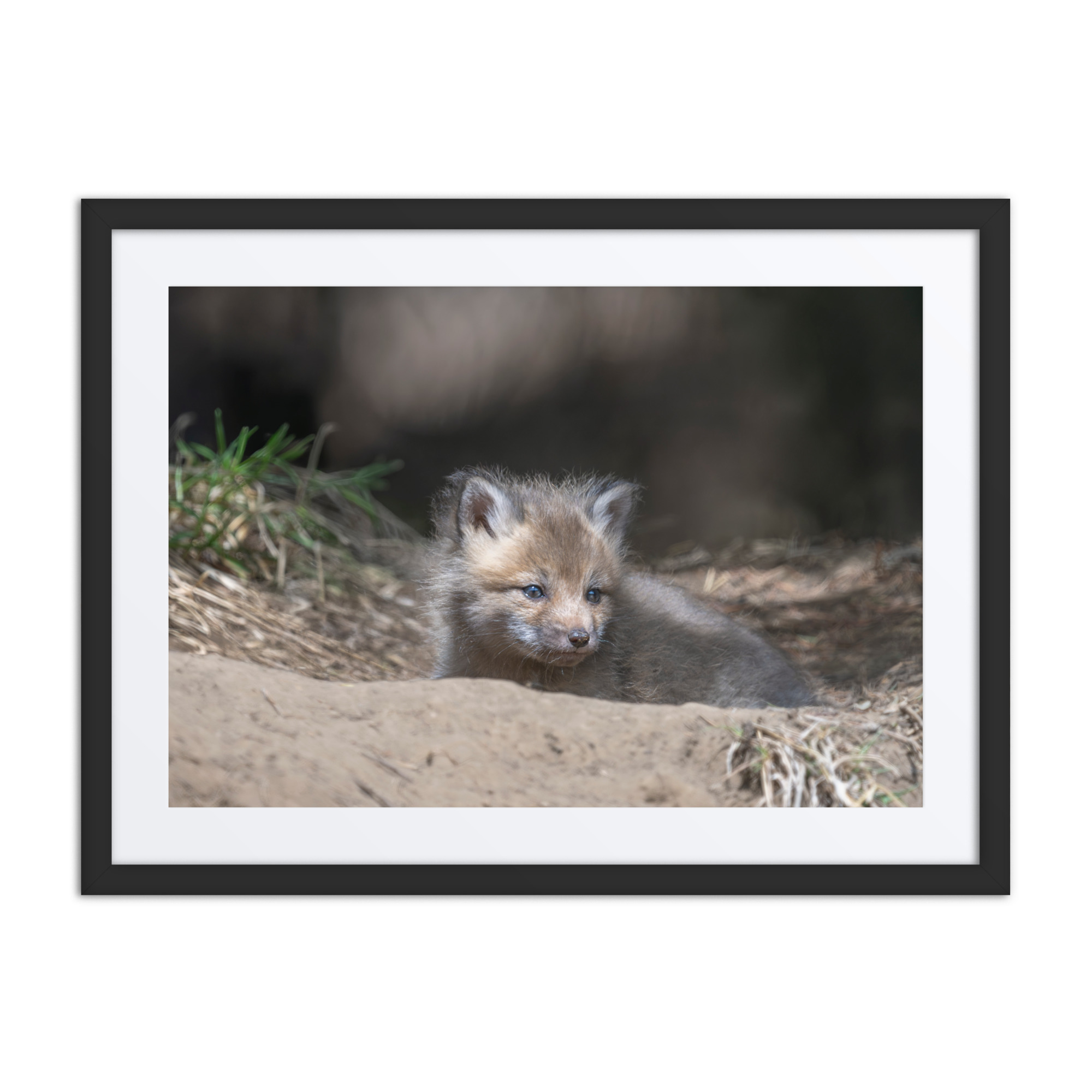 Baby Red fox waiting for Mom! Framed mat poster - Image 4