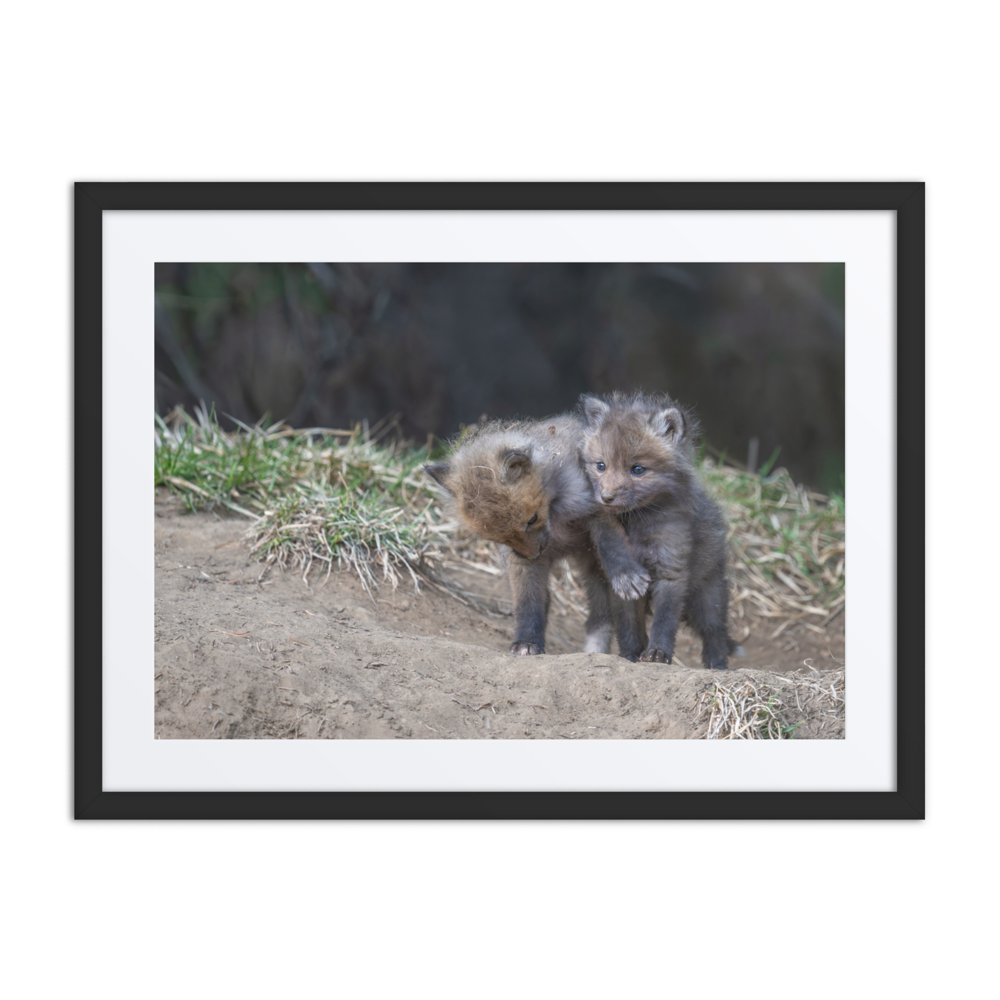 Brothers in Arms Red fox kits! Framed poster - Image 4