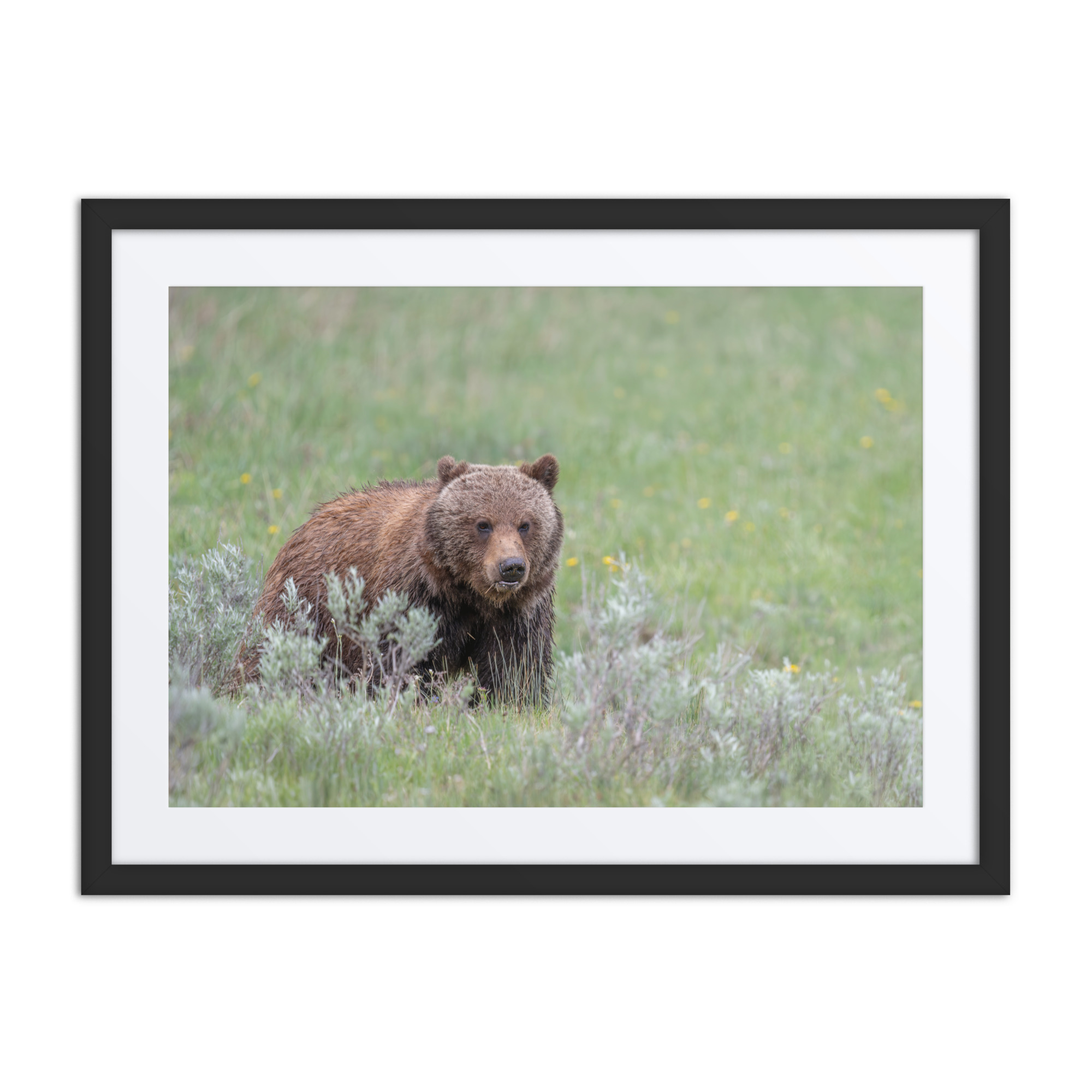 Hungry Grizzly in a Meadow! Framed mat poster - Image 4