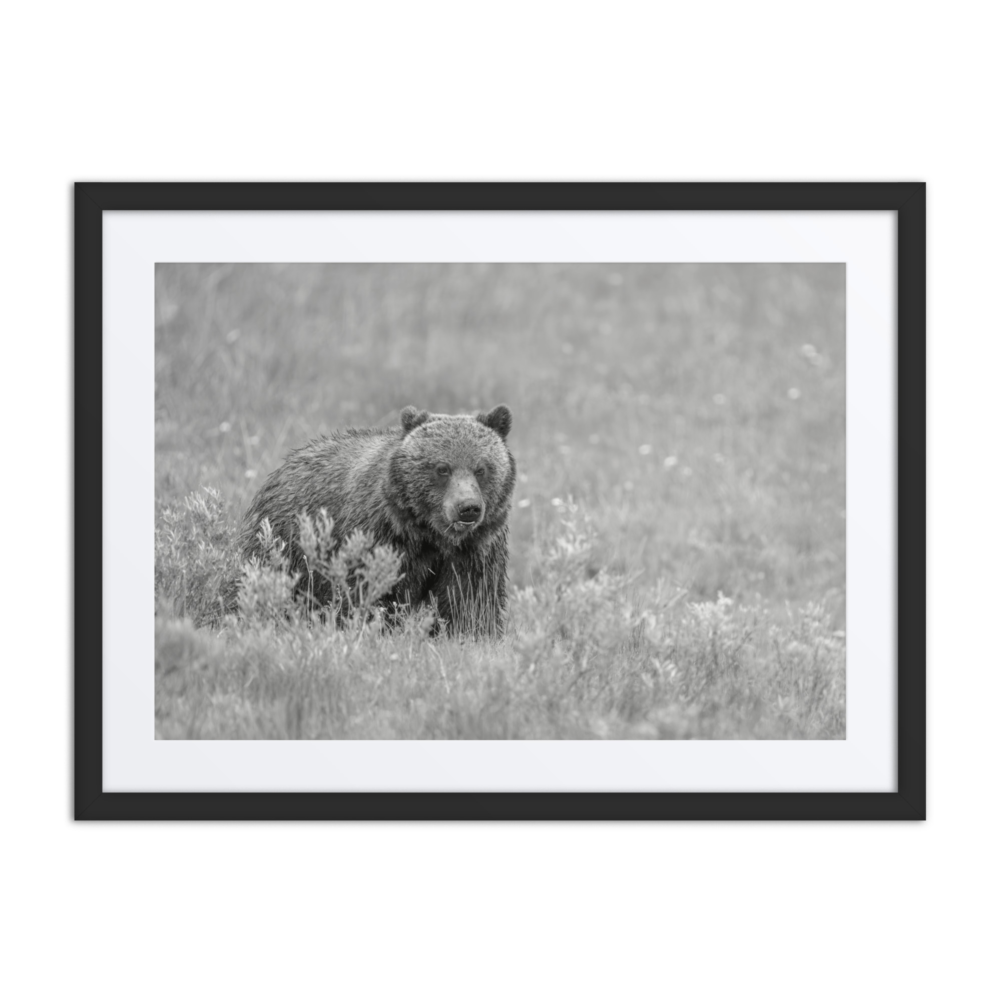 Hungry Grizzly in a Meadow! Monochrome Framed mat poster - Image 4