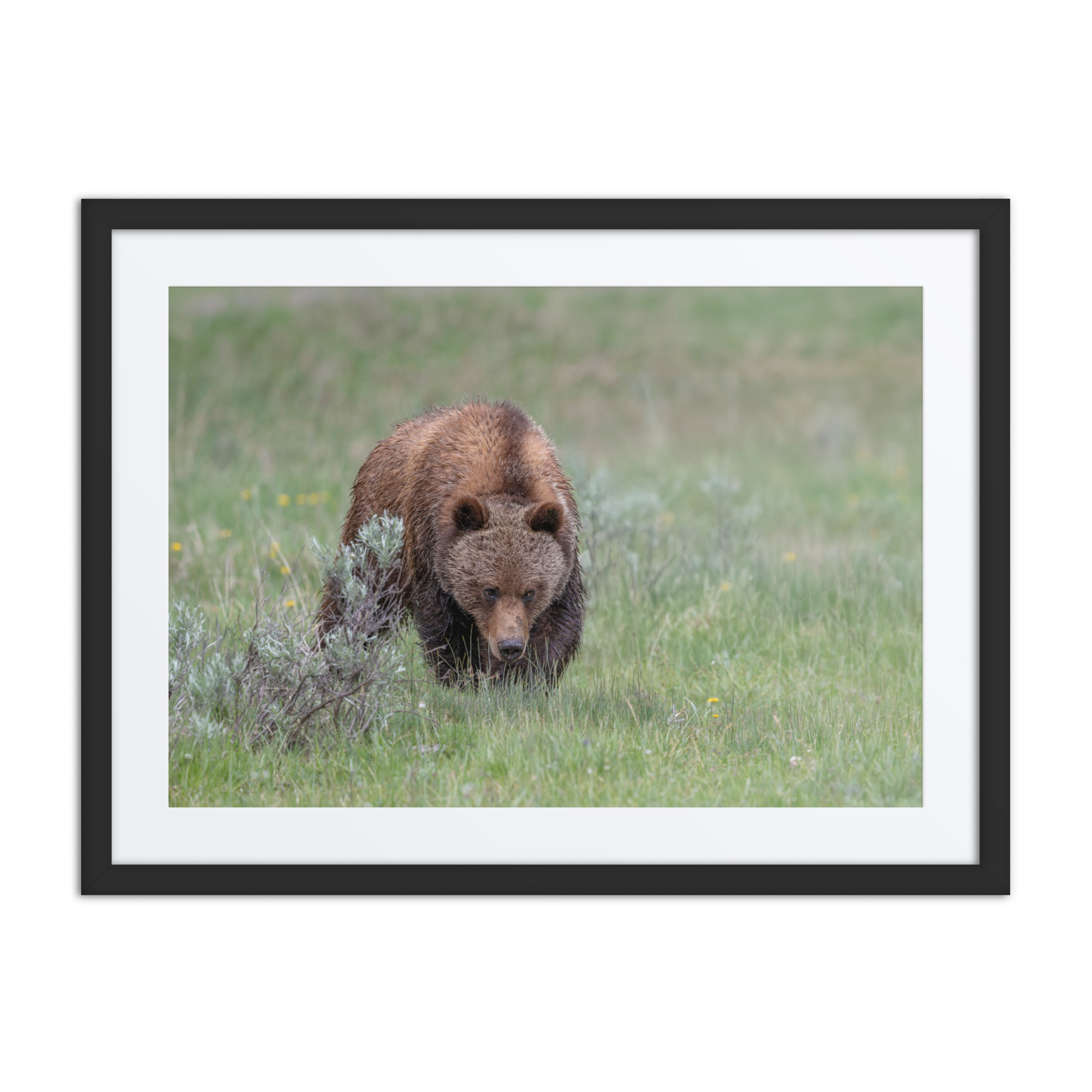 Grizzly Watching! Framed mat poster - Image 4