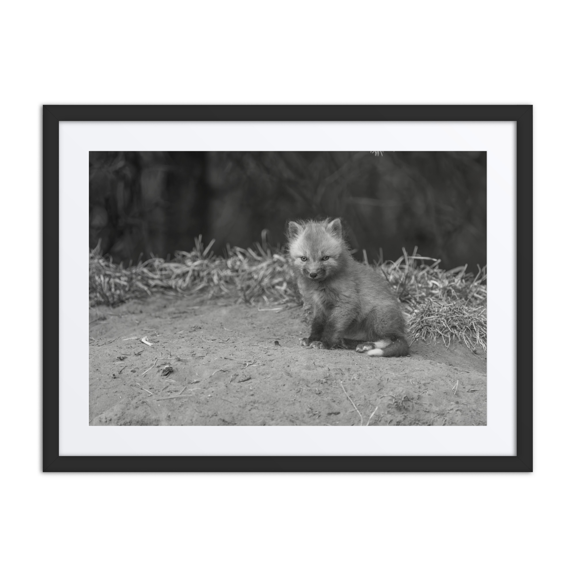 Sharp gaze baby red fox (Monochrome)! Framed mat poster - Image 4