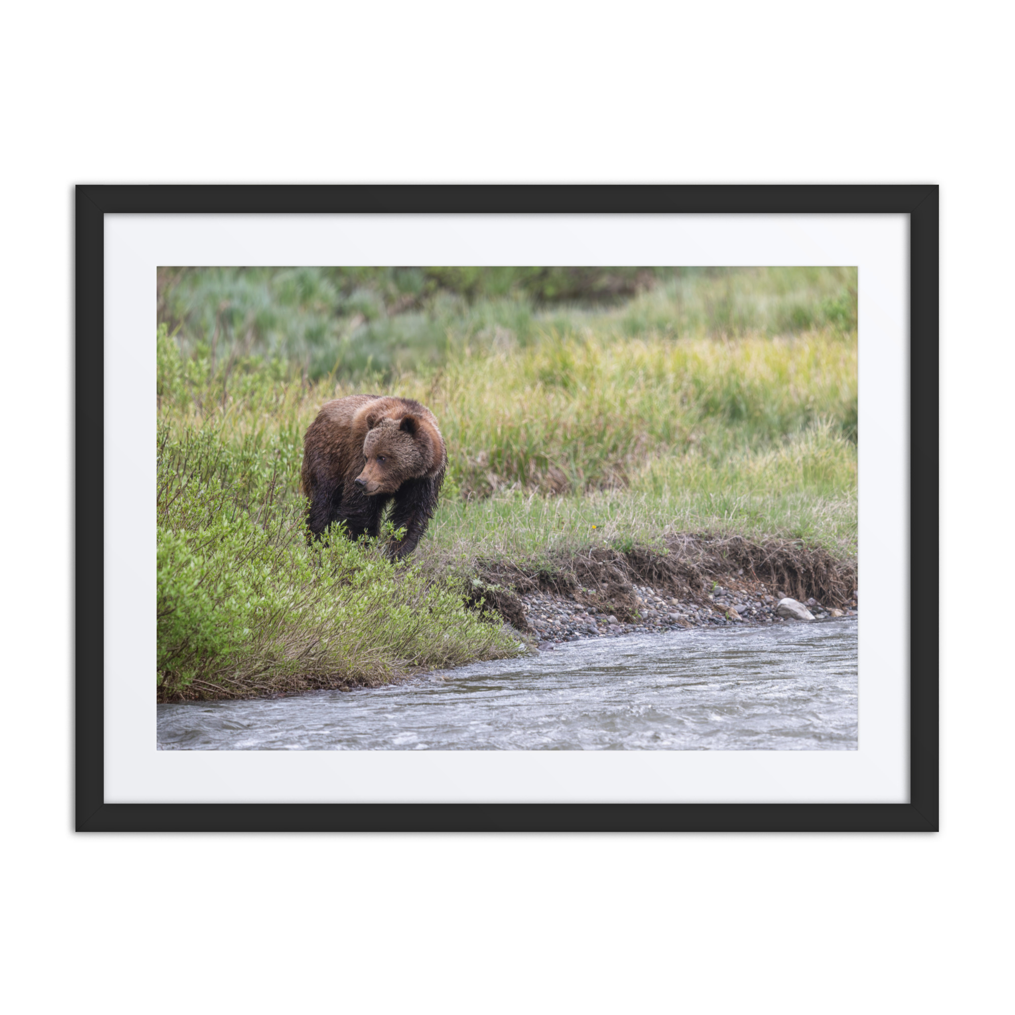 Grizzly getting read! Framed mat poster - Image 4